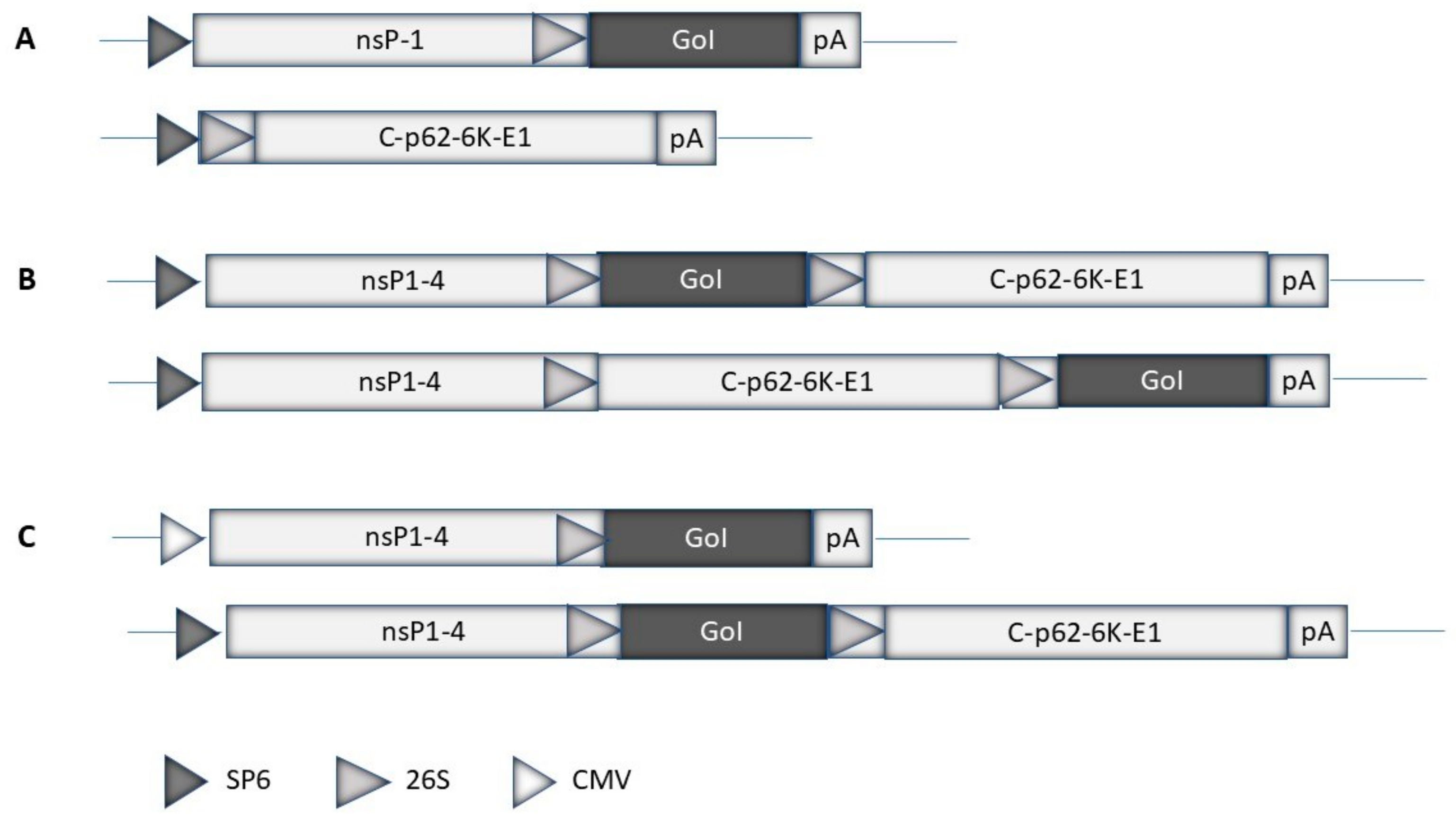 Viruses 16 01762 g002