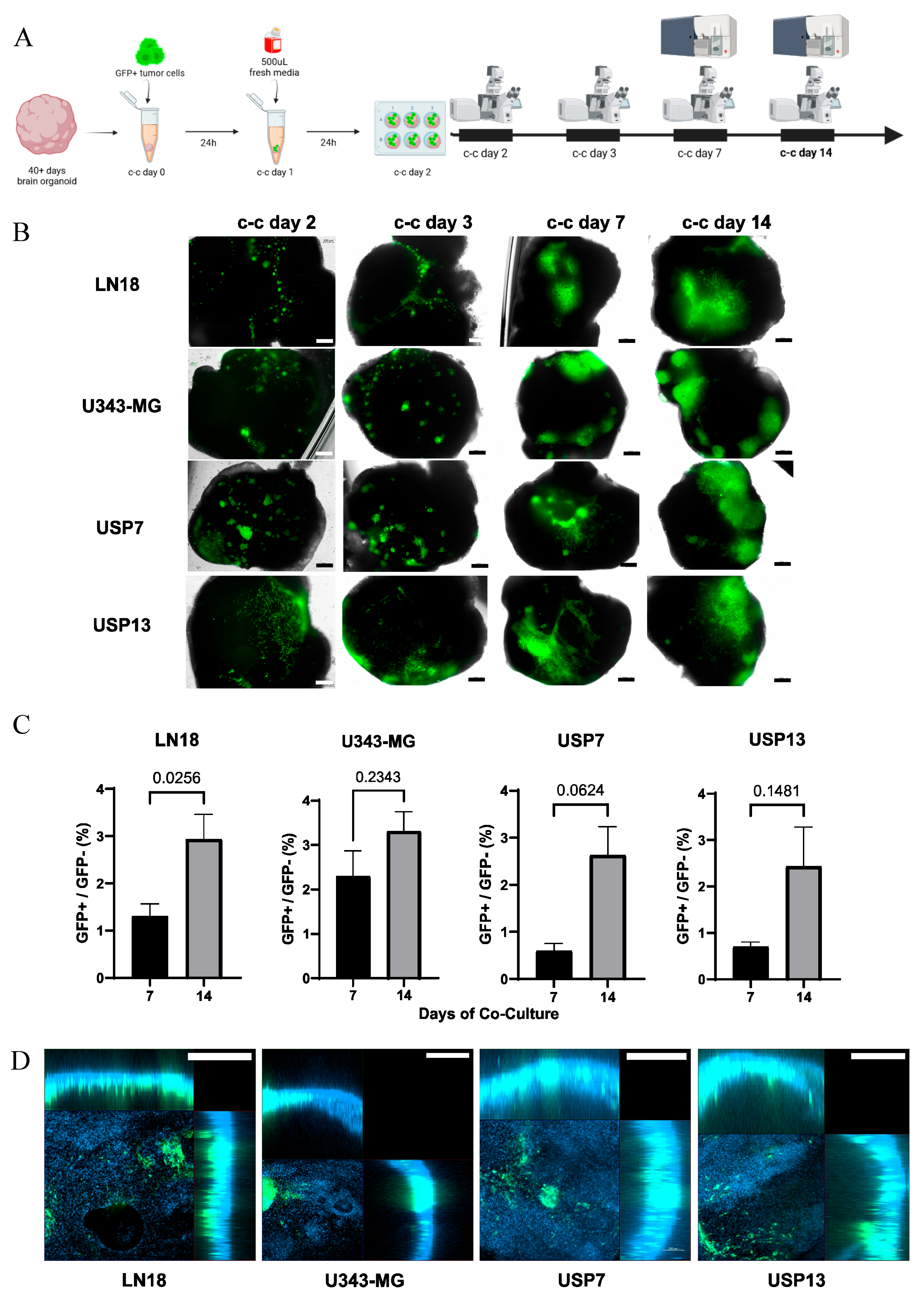 Viruses 16 01764 g001 Viruses 16 01764 g001