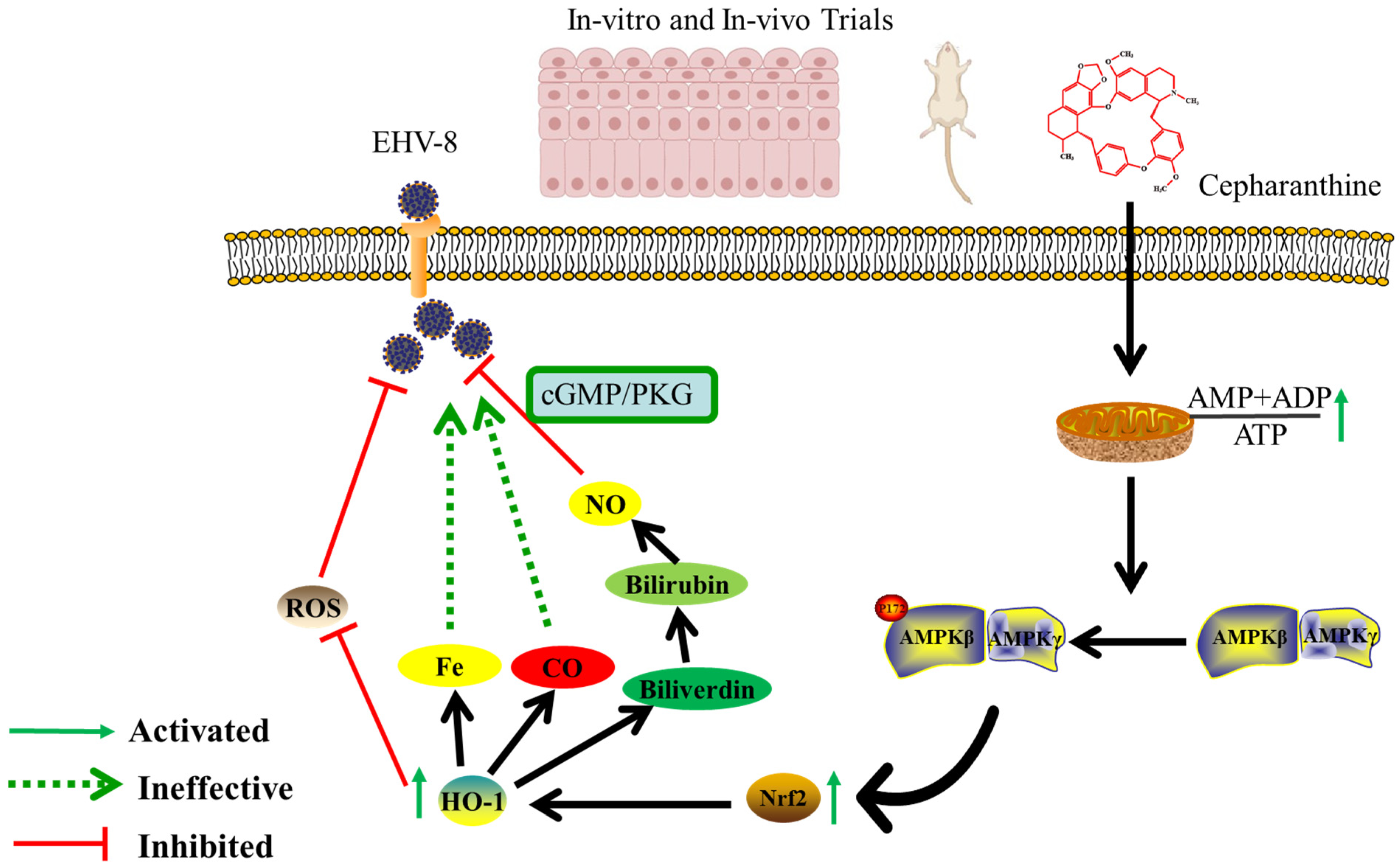Viruses 16 01765 g009