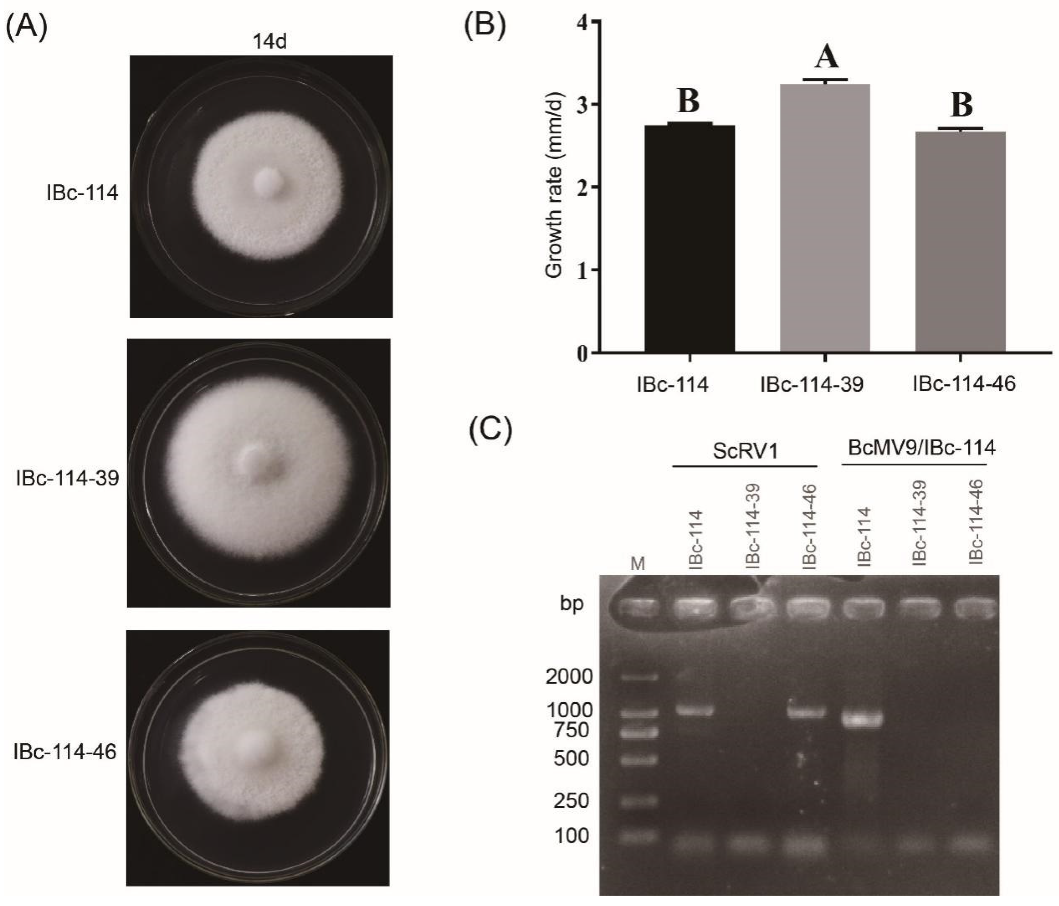 Viruses 16 01767 g008
