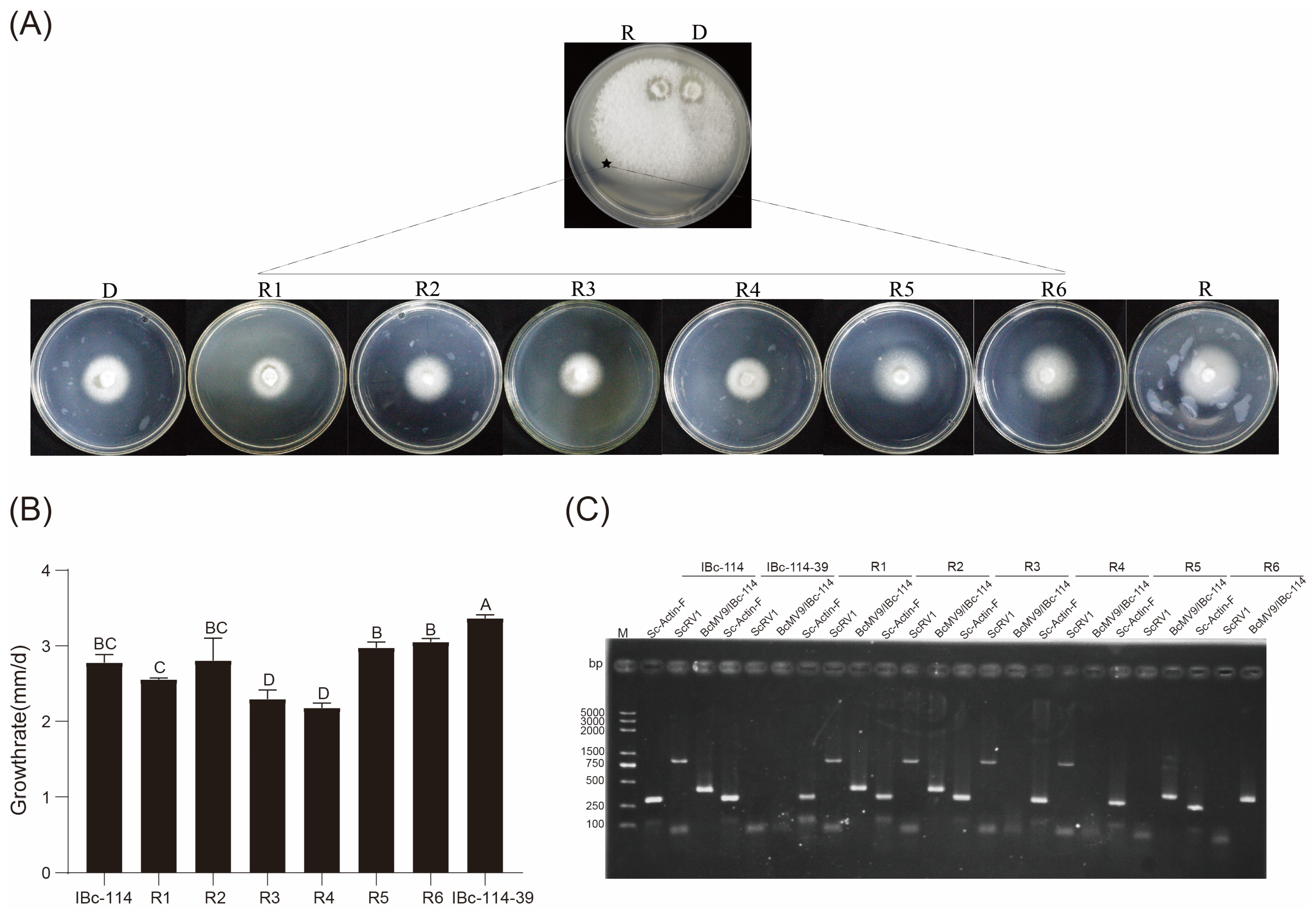 Viruses 16 01767 g009