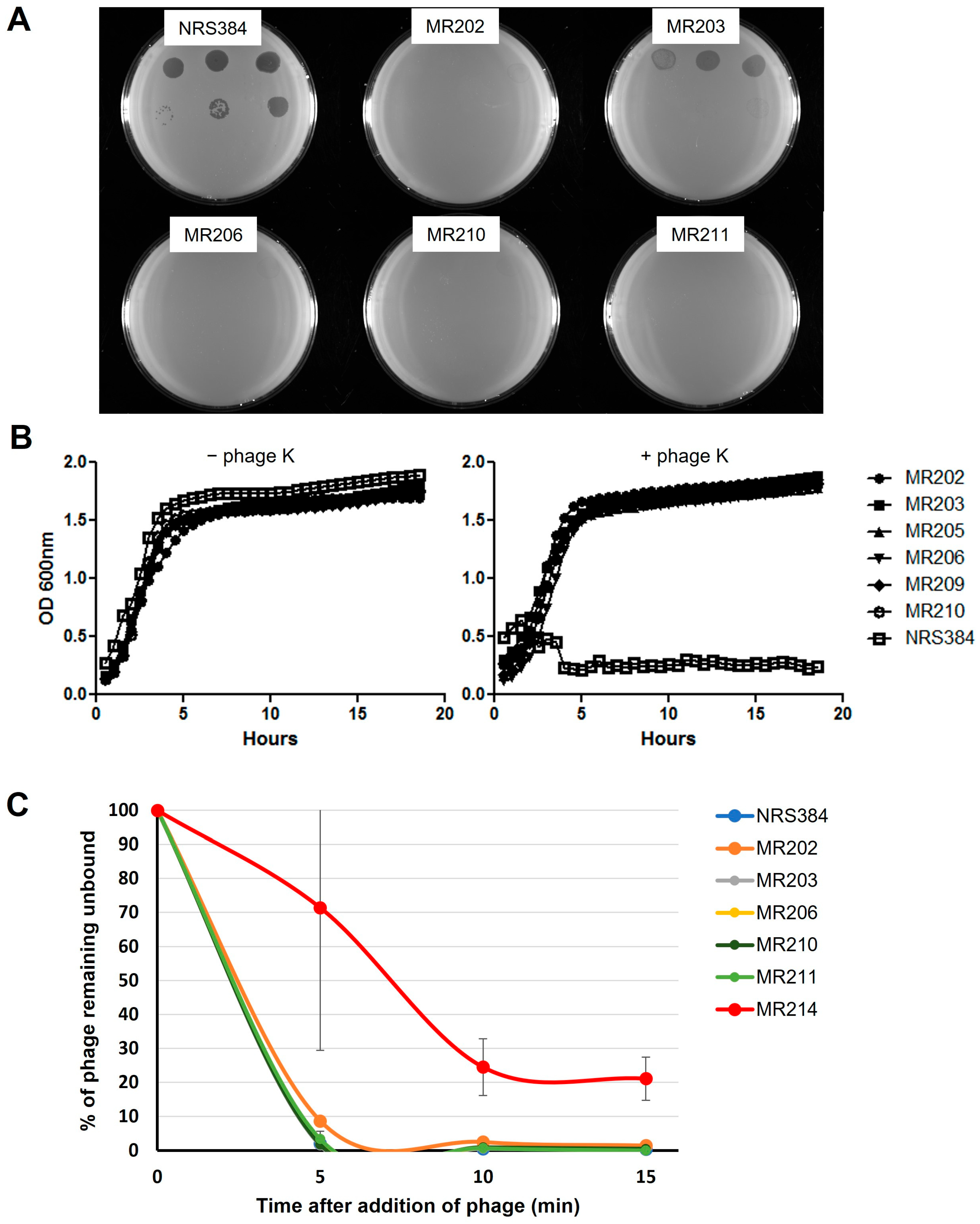 Viruses 16 01773 g001 Viruses 16 01773 g001
