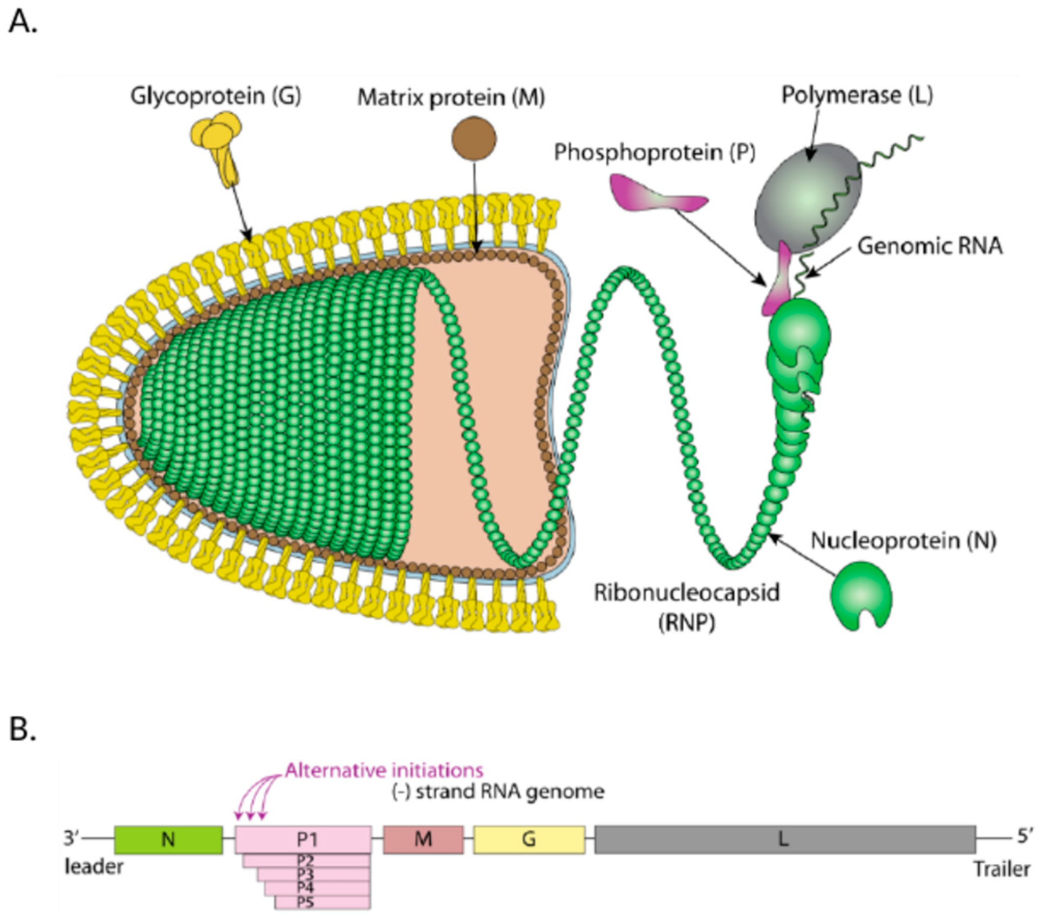 Viruses 16 01774 g001 Viruses 16 01774 g001