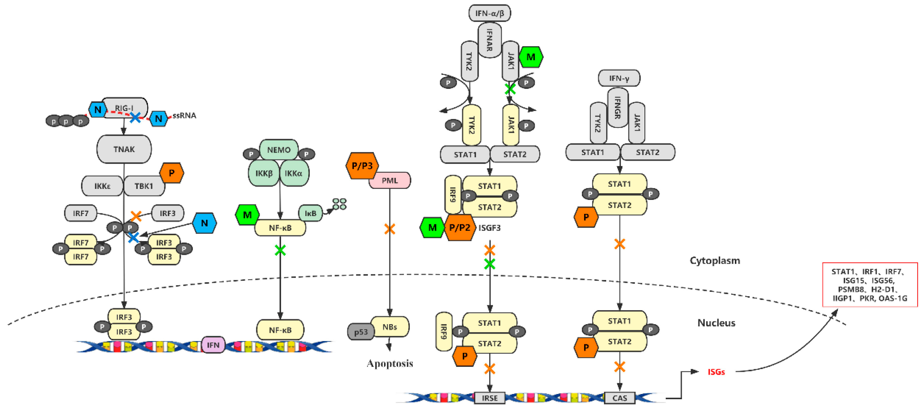 Viruses 16 01774 g002 Viruses 16 01774 g002