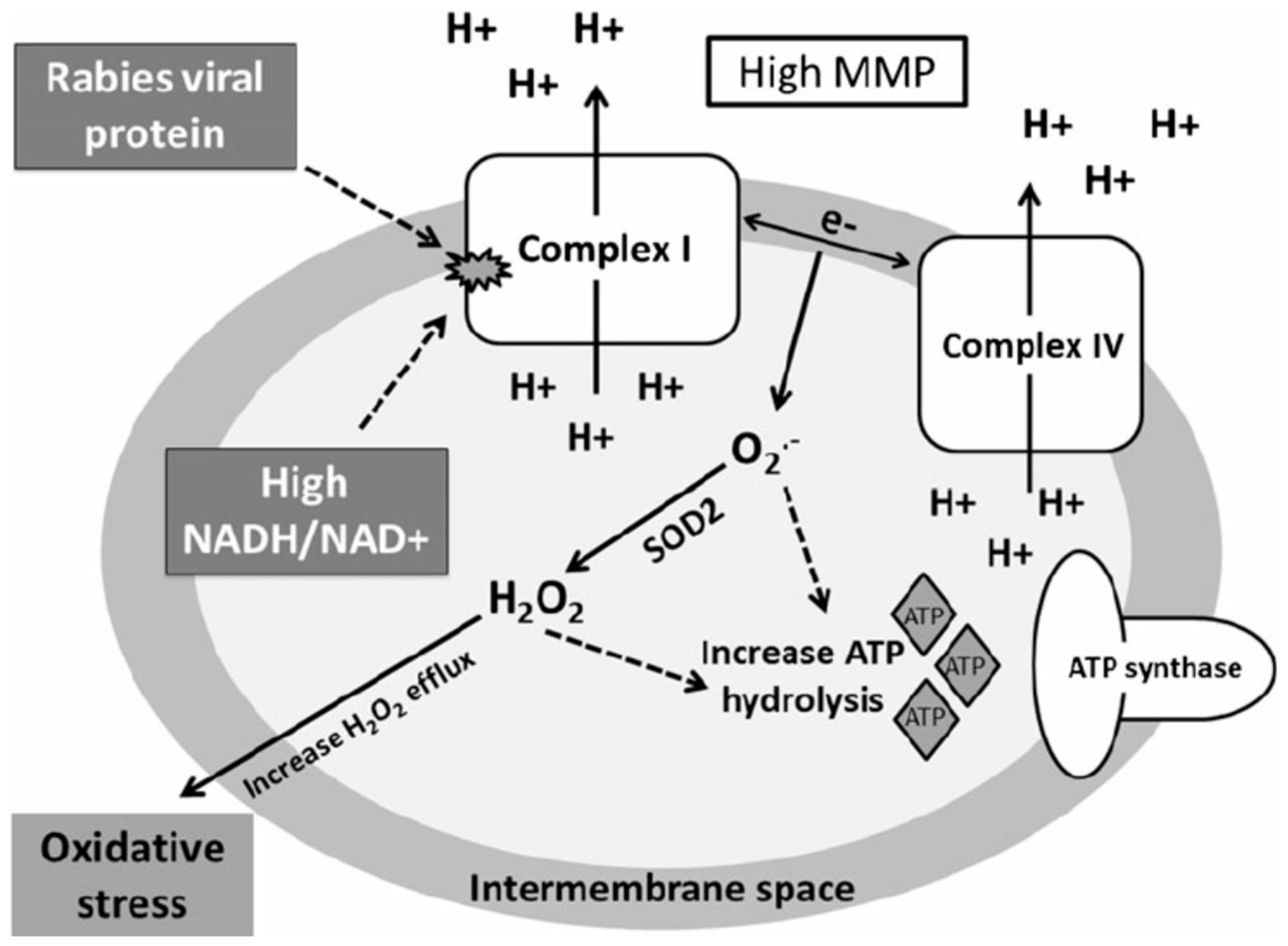 Viruses 16 01774 g004 Viruses 16 01774 g004