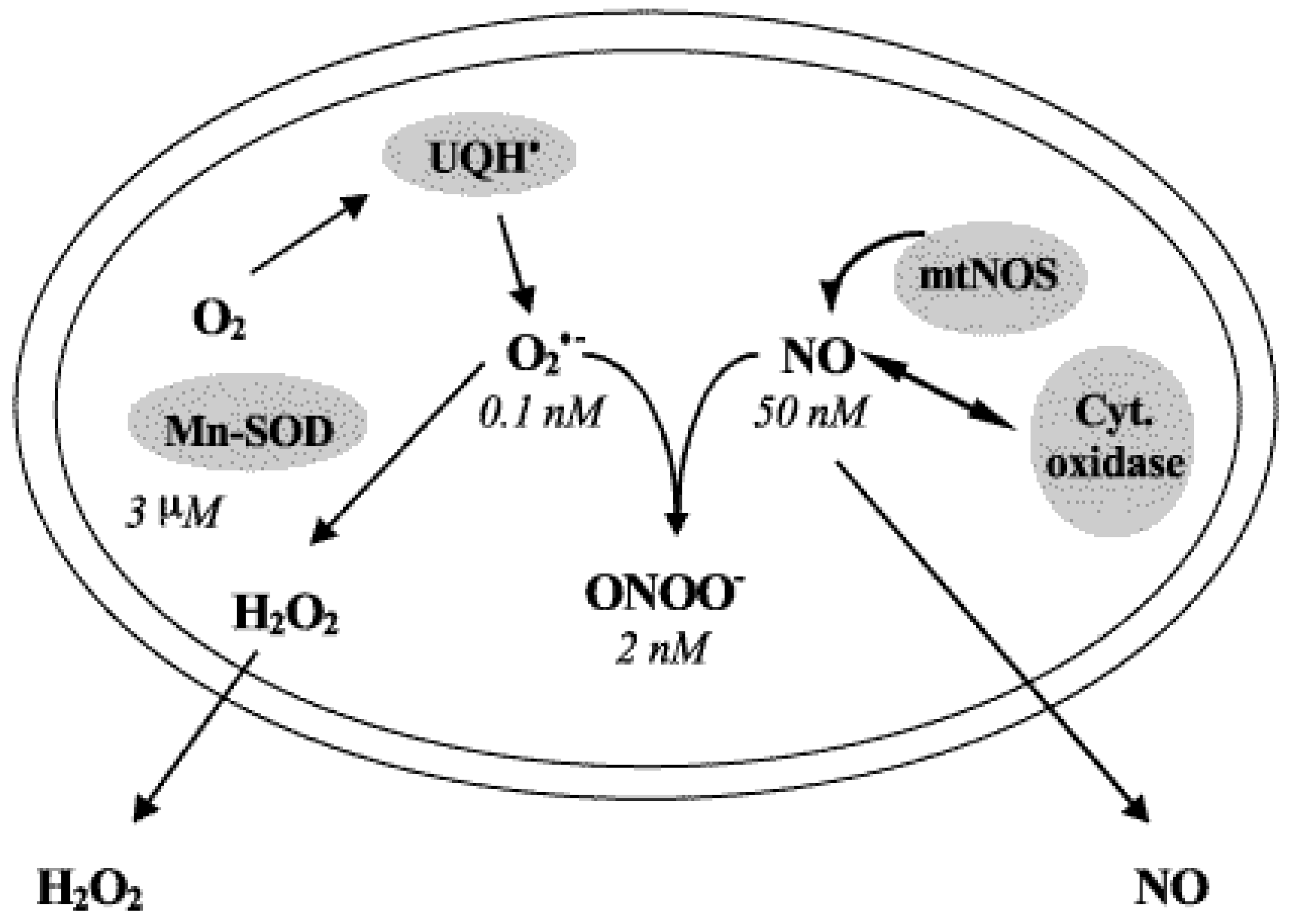 Viruses 16 01774 g005 Viruses 16 01774 g005