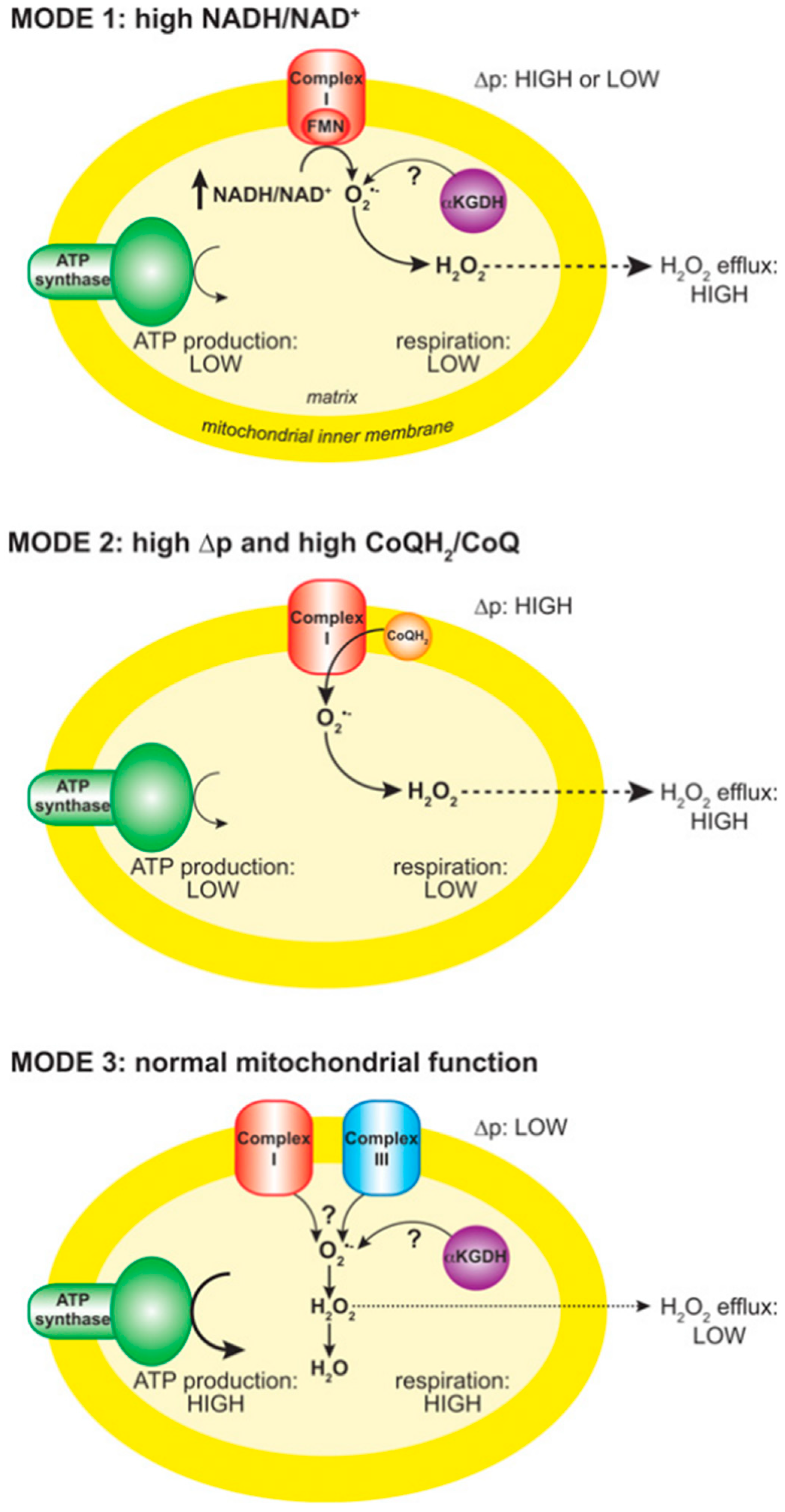 Viruses 16 01774 g006 Viruses 16 01774 g006