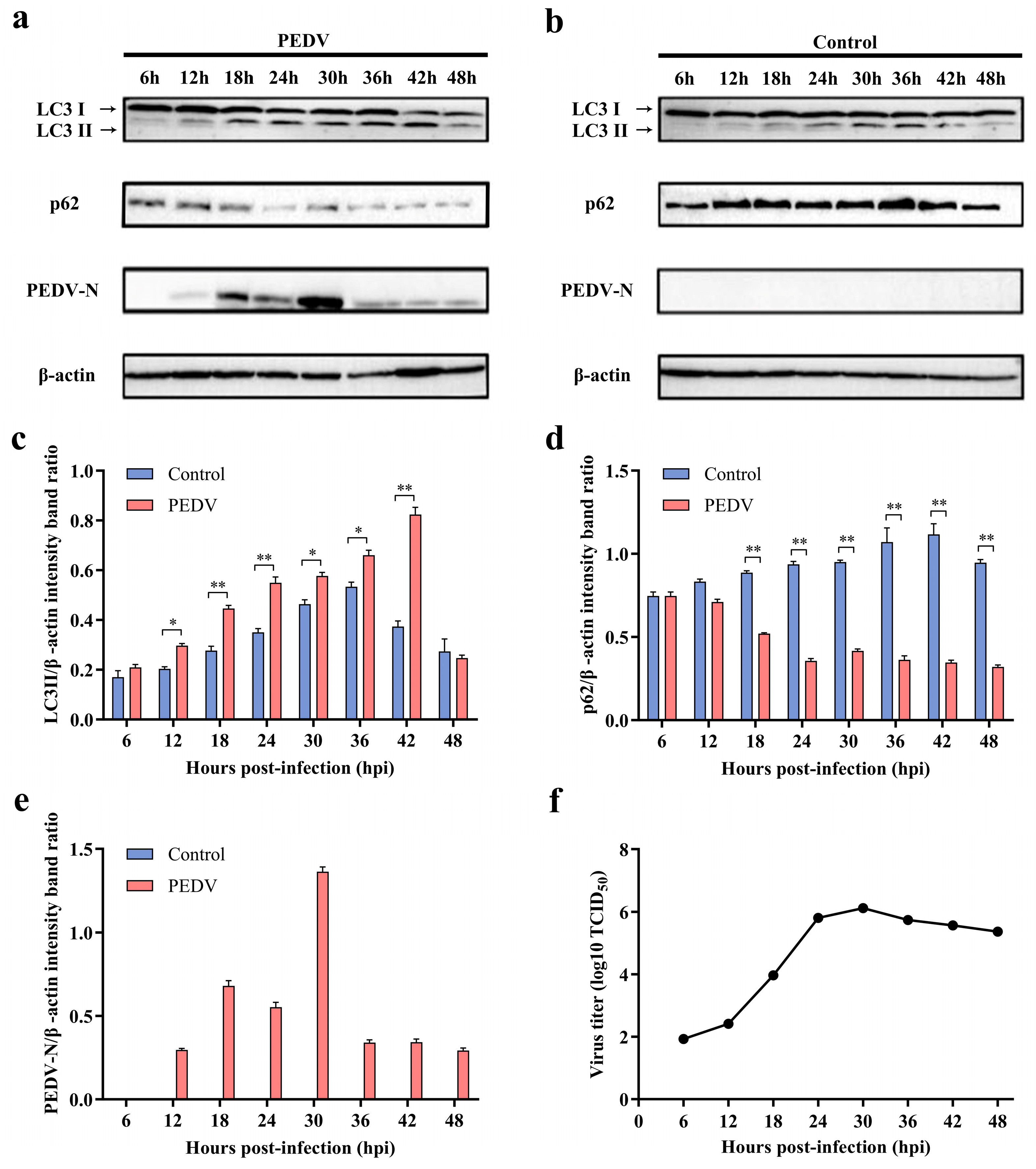 Viruses 16 01787 g001