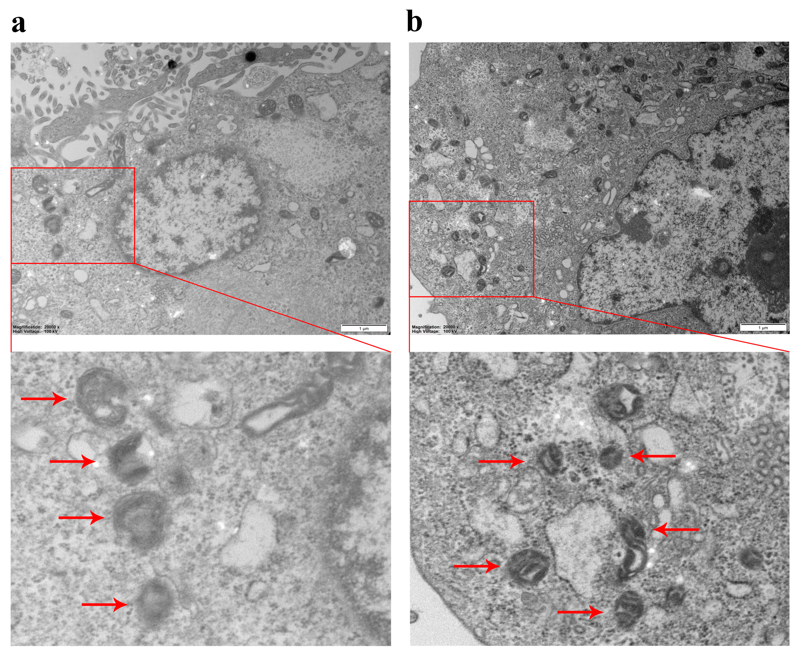 Viruses 16 01787 g002