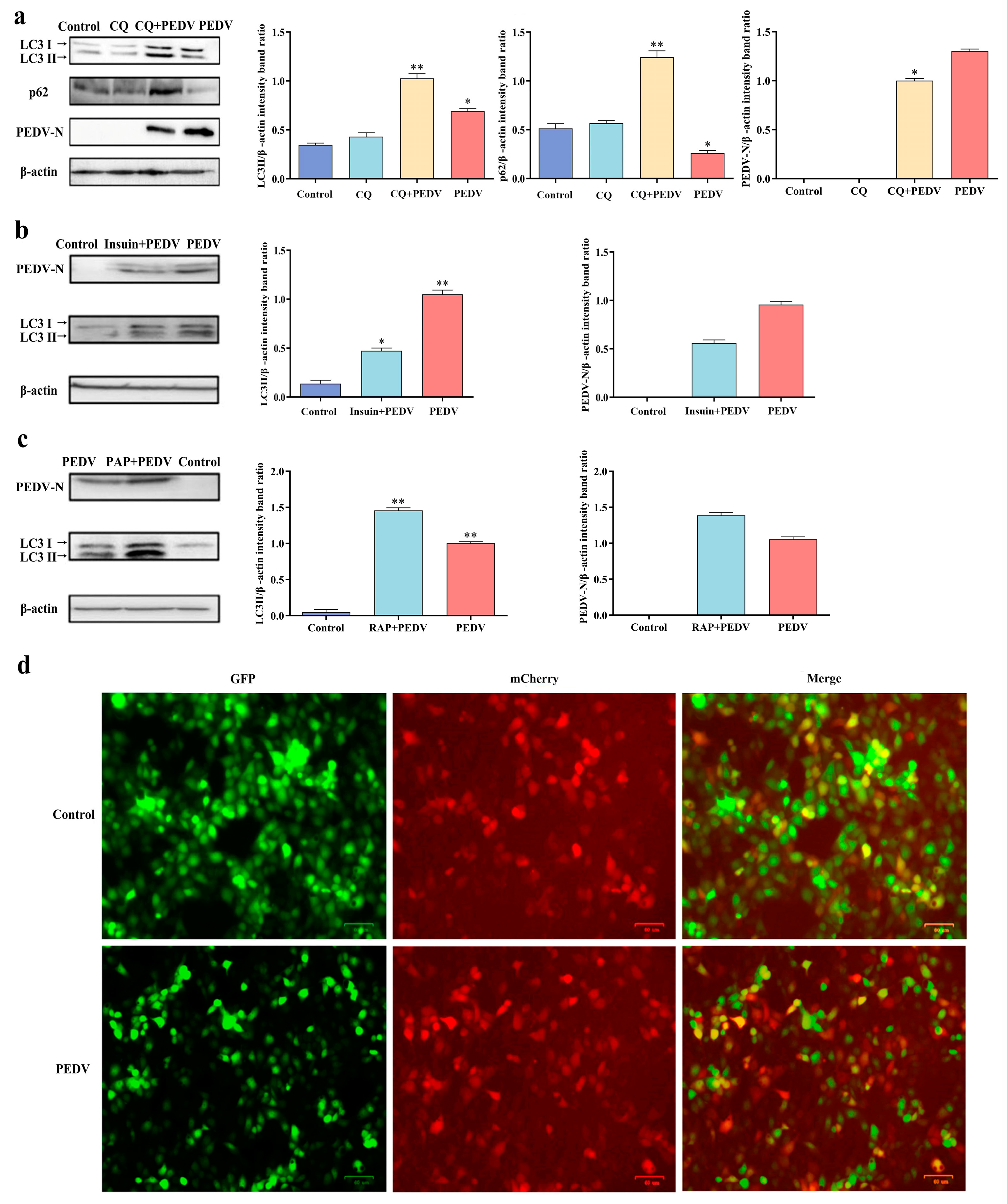 Viruses 16 01787 g003