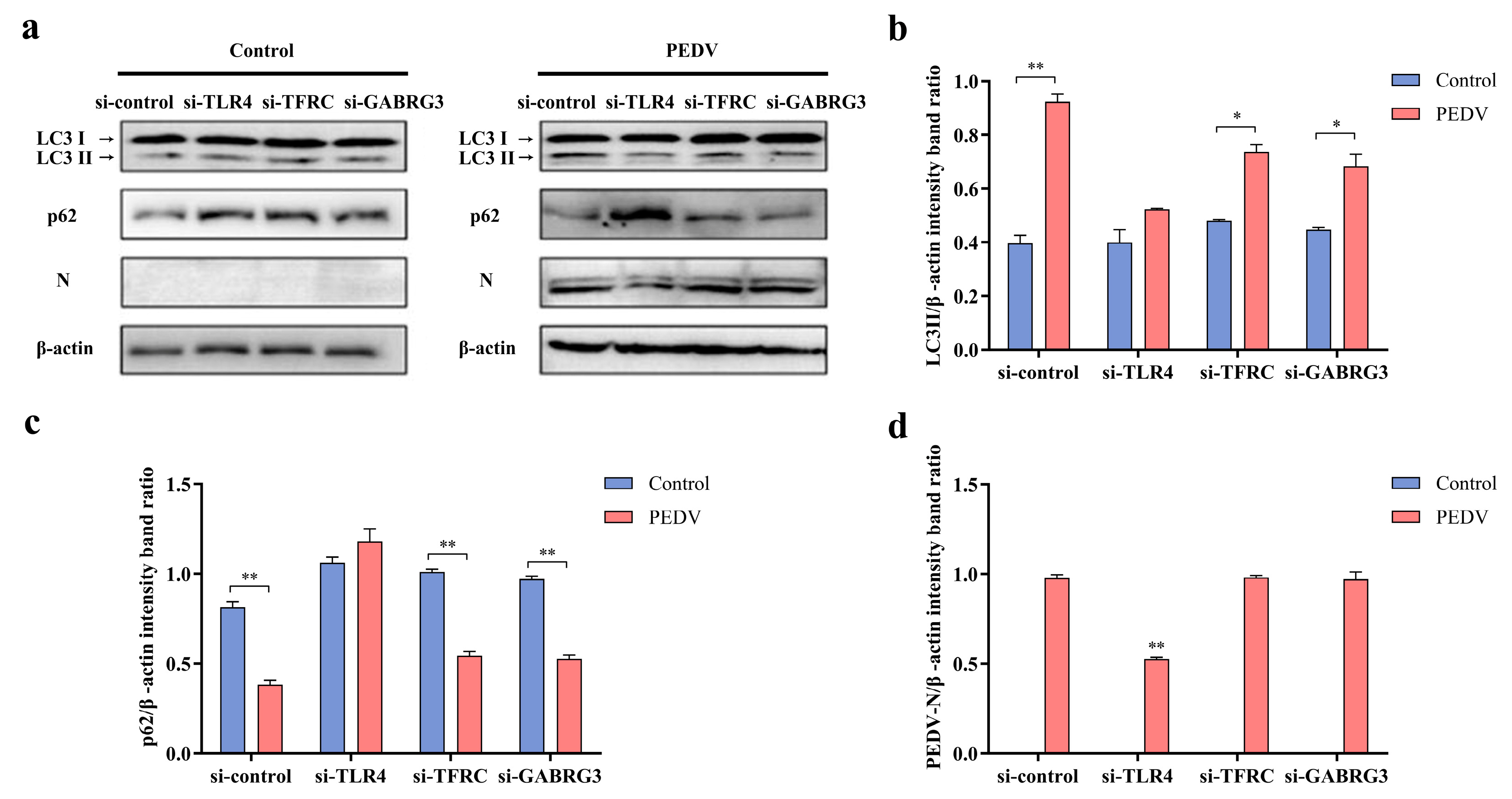 Viruses 16 01787 g006