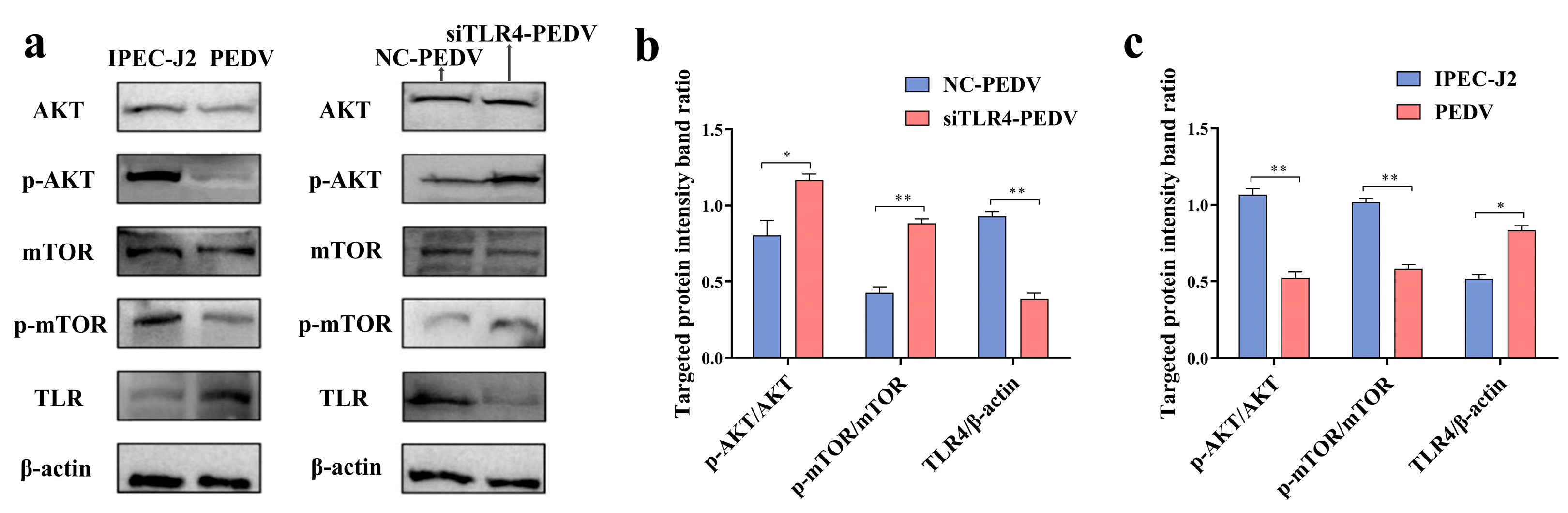Viruses 16 01787 g007