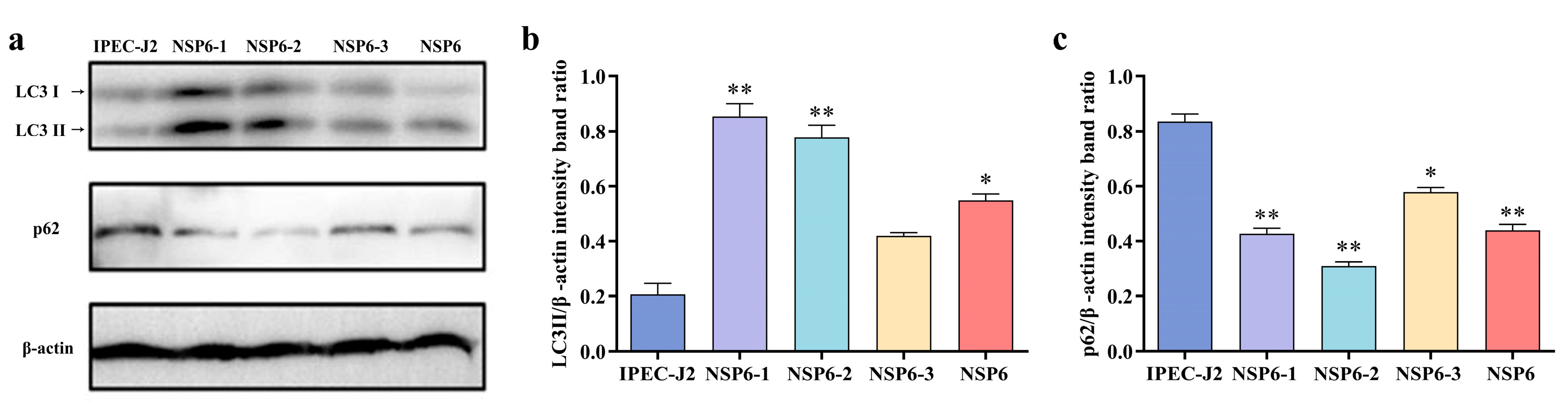 Viruses 16 01787 g008