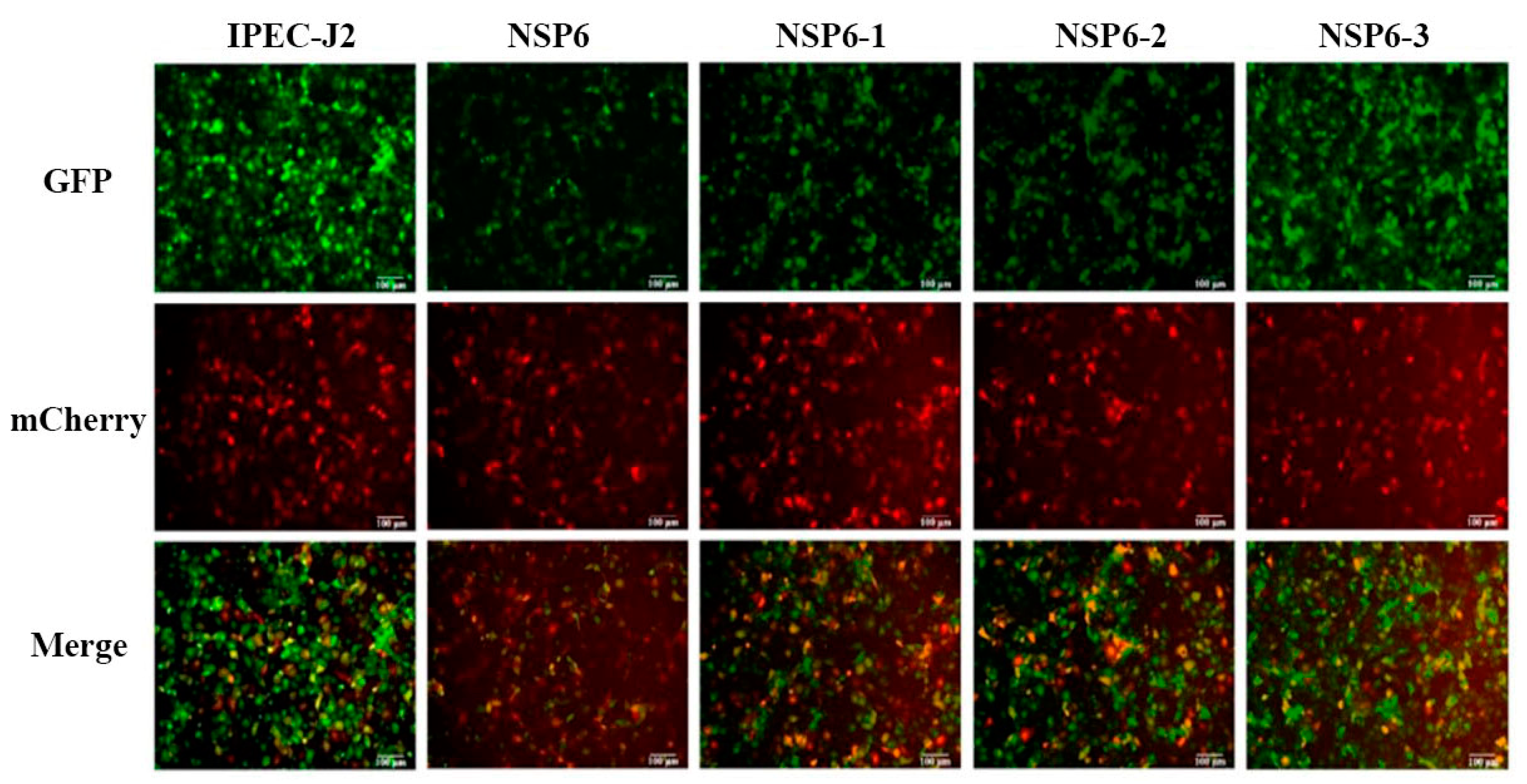 Viruses 16 01787 g009