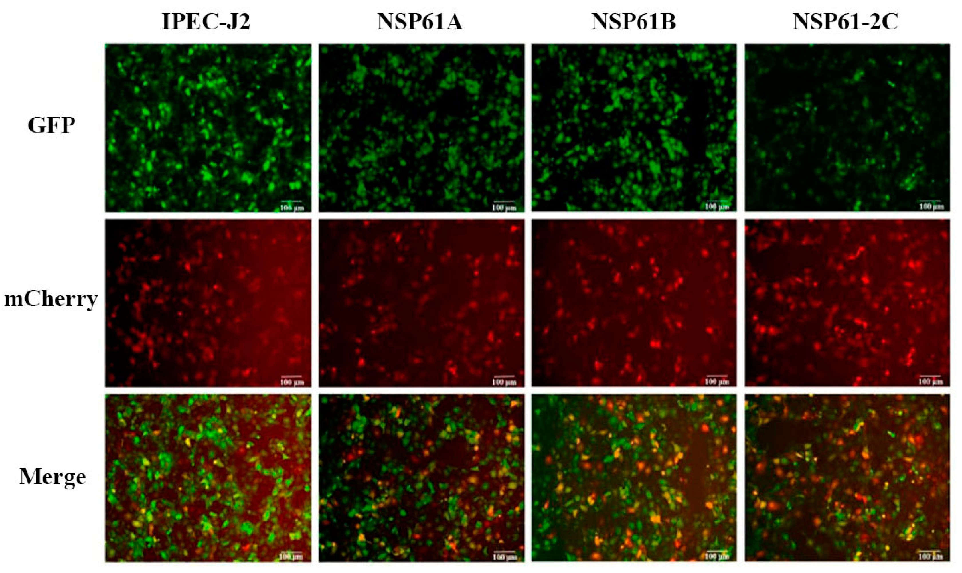 Viruses 16 01787 g011