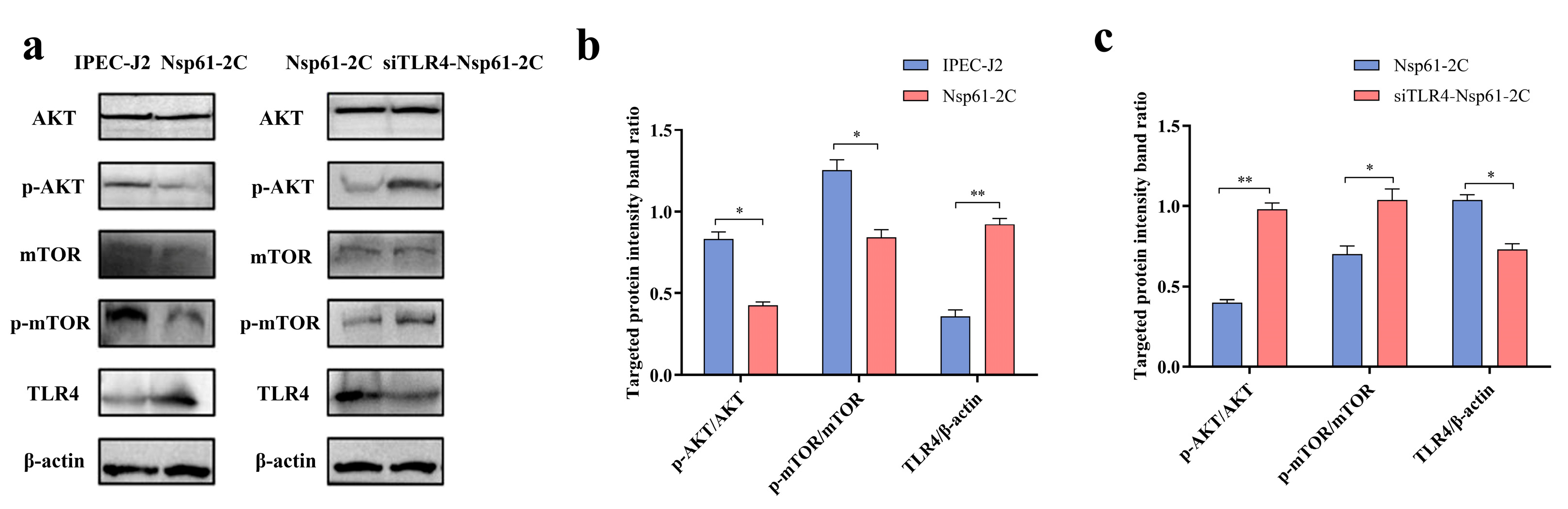 Viruses 16 01787 g012