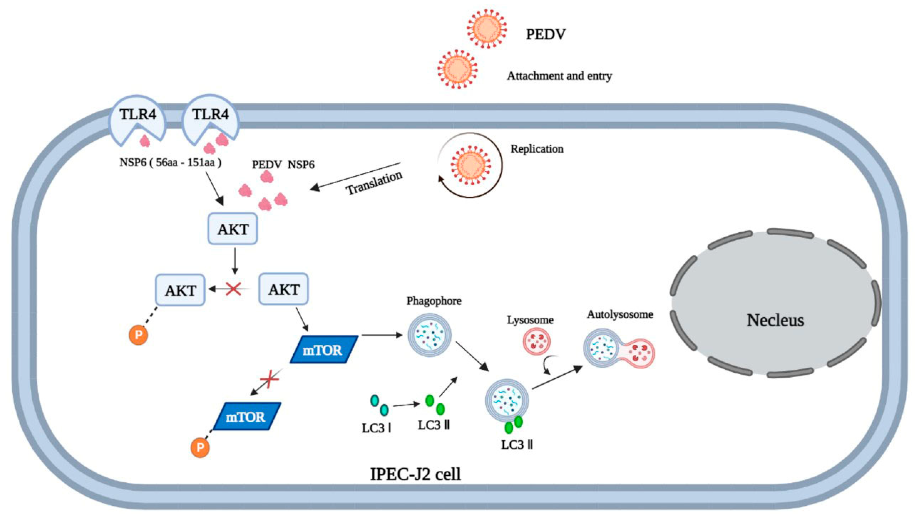 Viruses 16 01787 g014