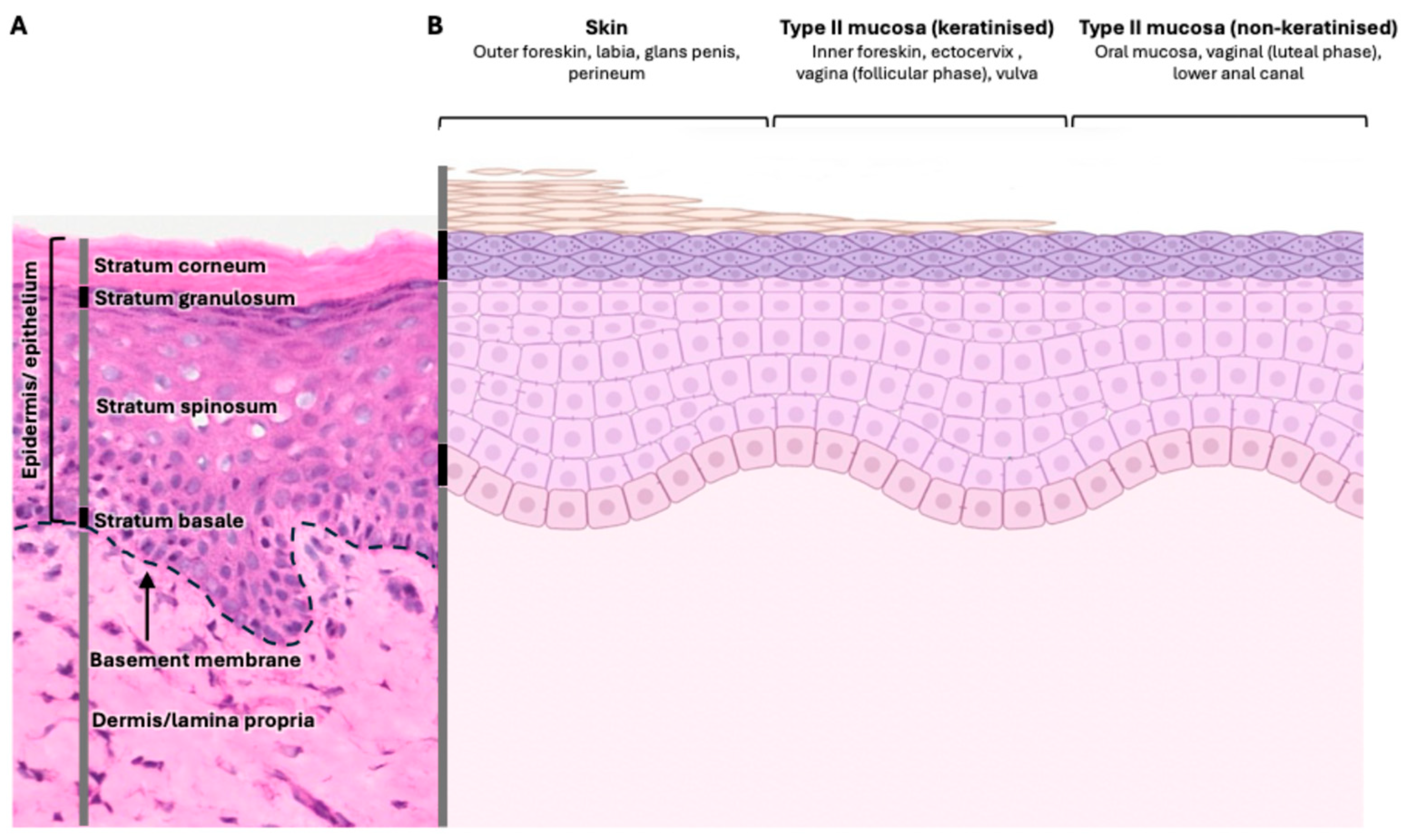 Viruses 16 01790 g001