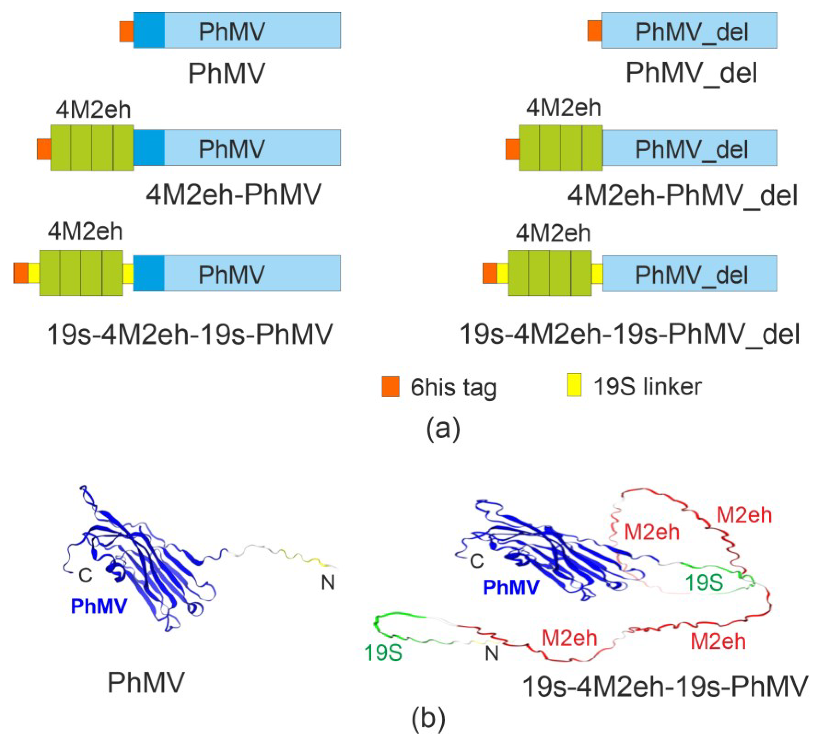 Viruses 16 01802 g001