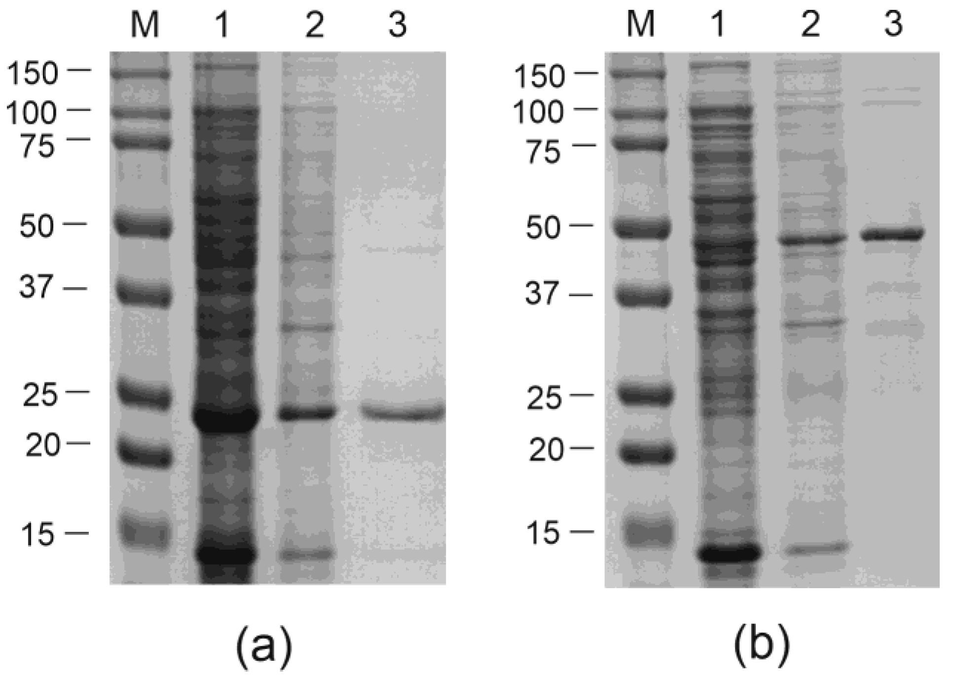 Viruses 16 01802 g003
