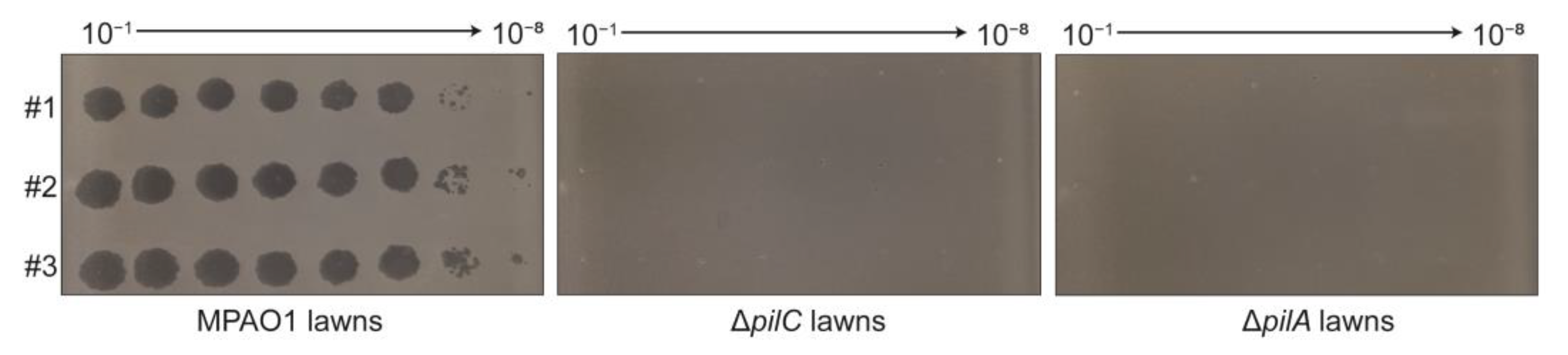 Viruses 16 01816 g003