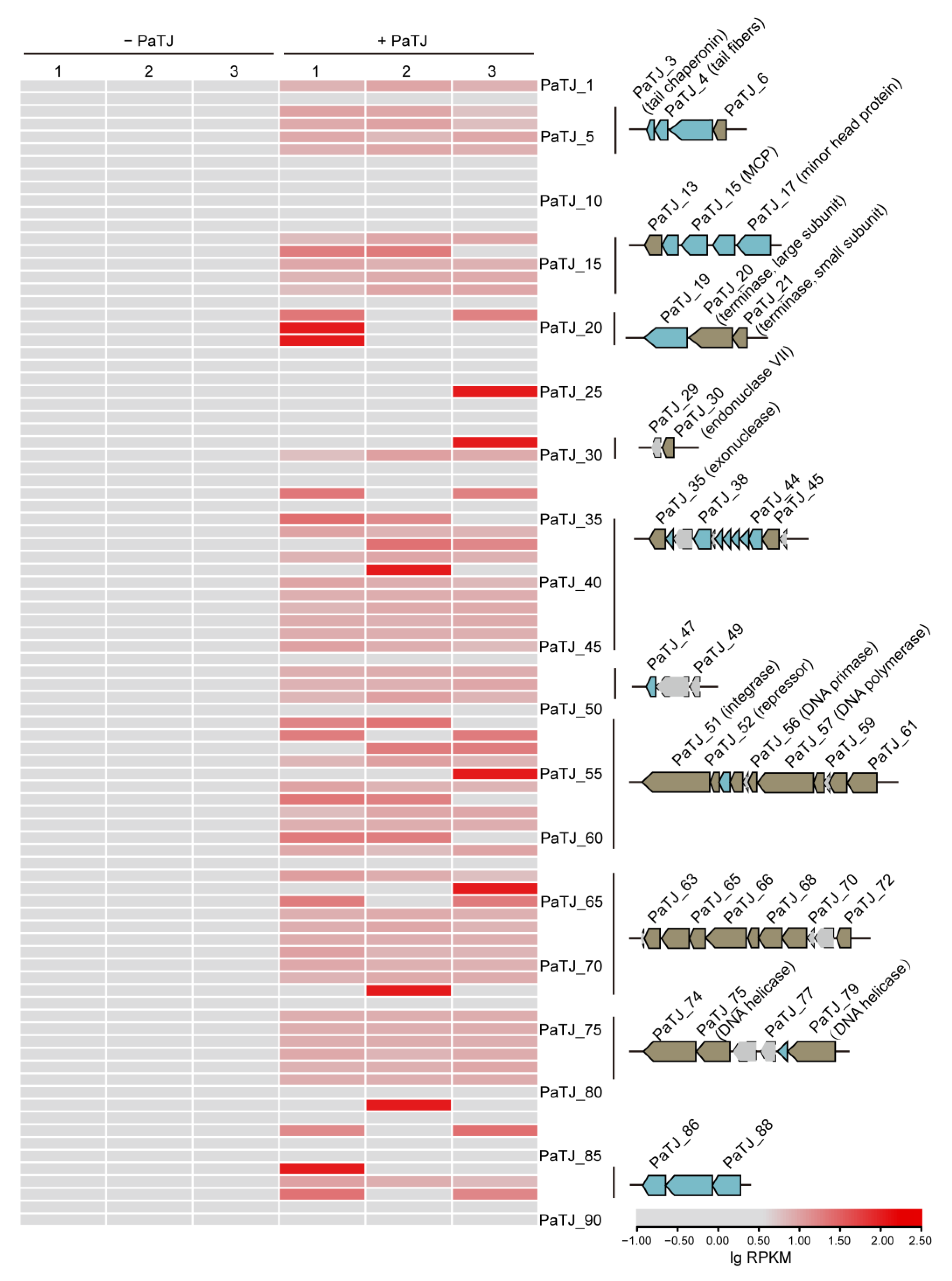 Viruses 16 01816 g006