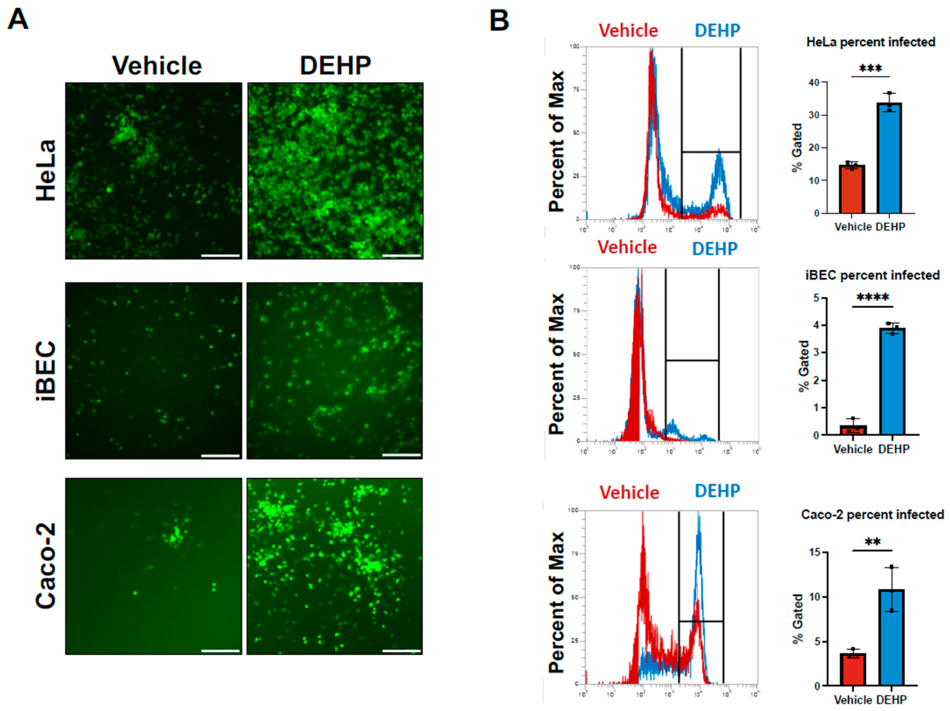 Common Chemical Plasticizer Di(2-Ethhylhexyl) Phthalate Exposure  Exacerbates Coxsackievirus B3 Infection