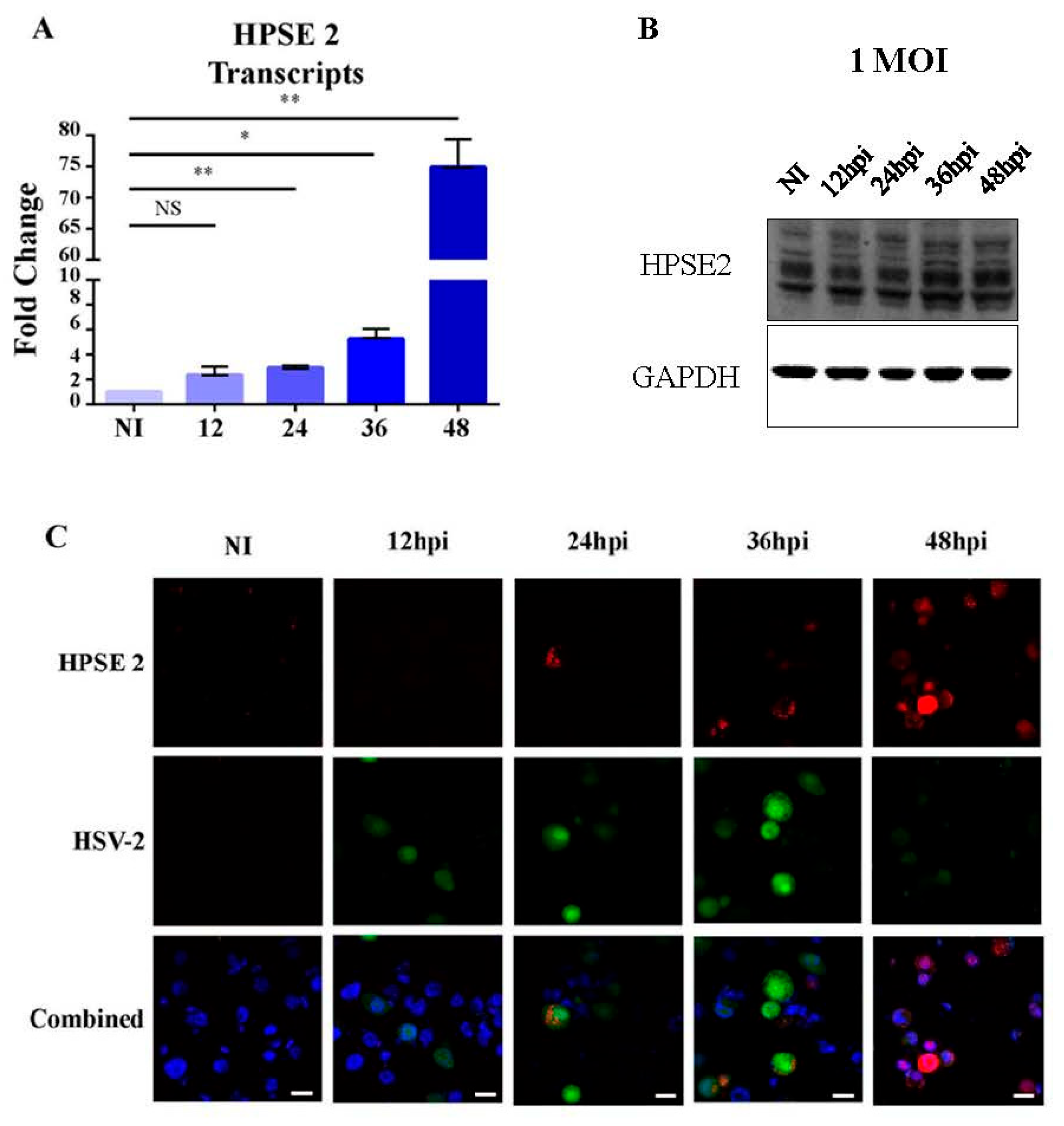 Viruses 16 01832 g001
