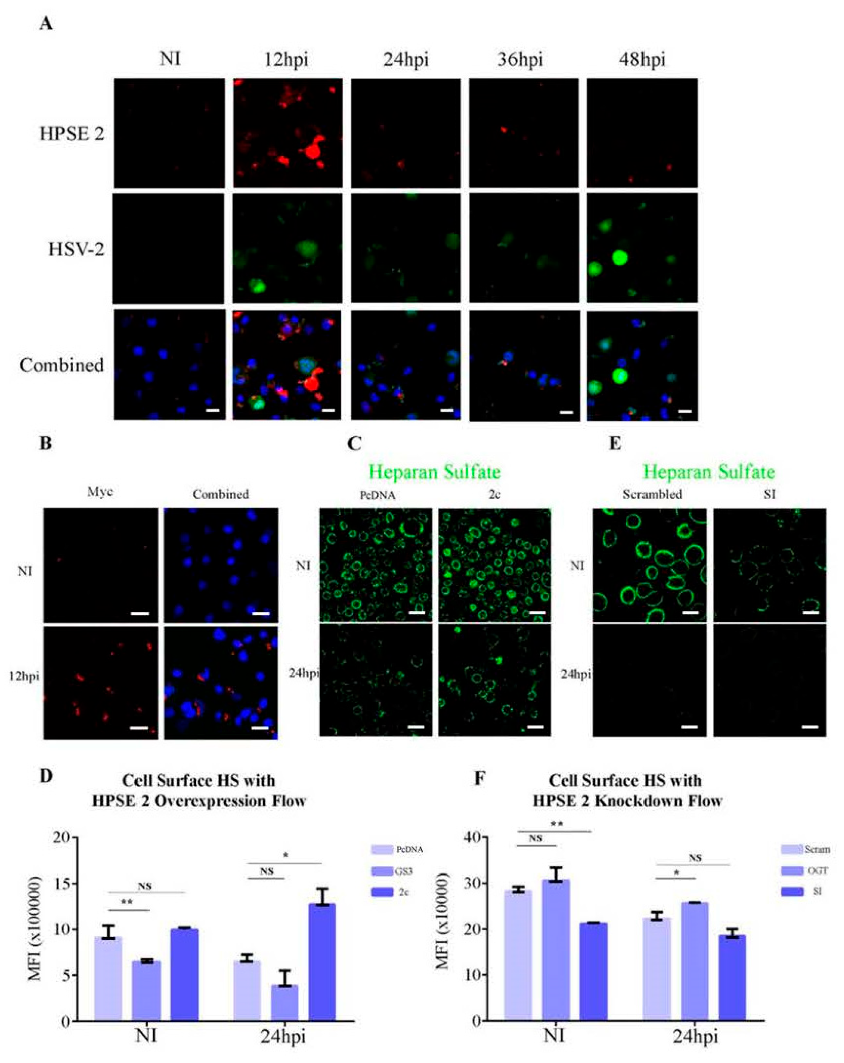 Viruses 16 01832 g004
