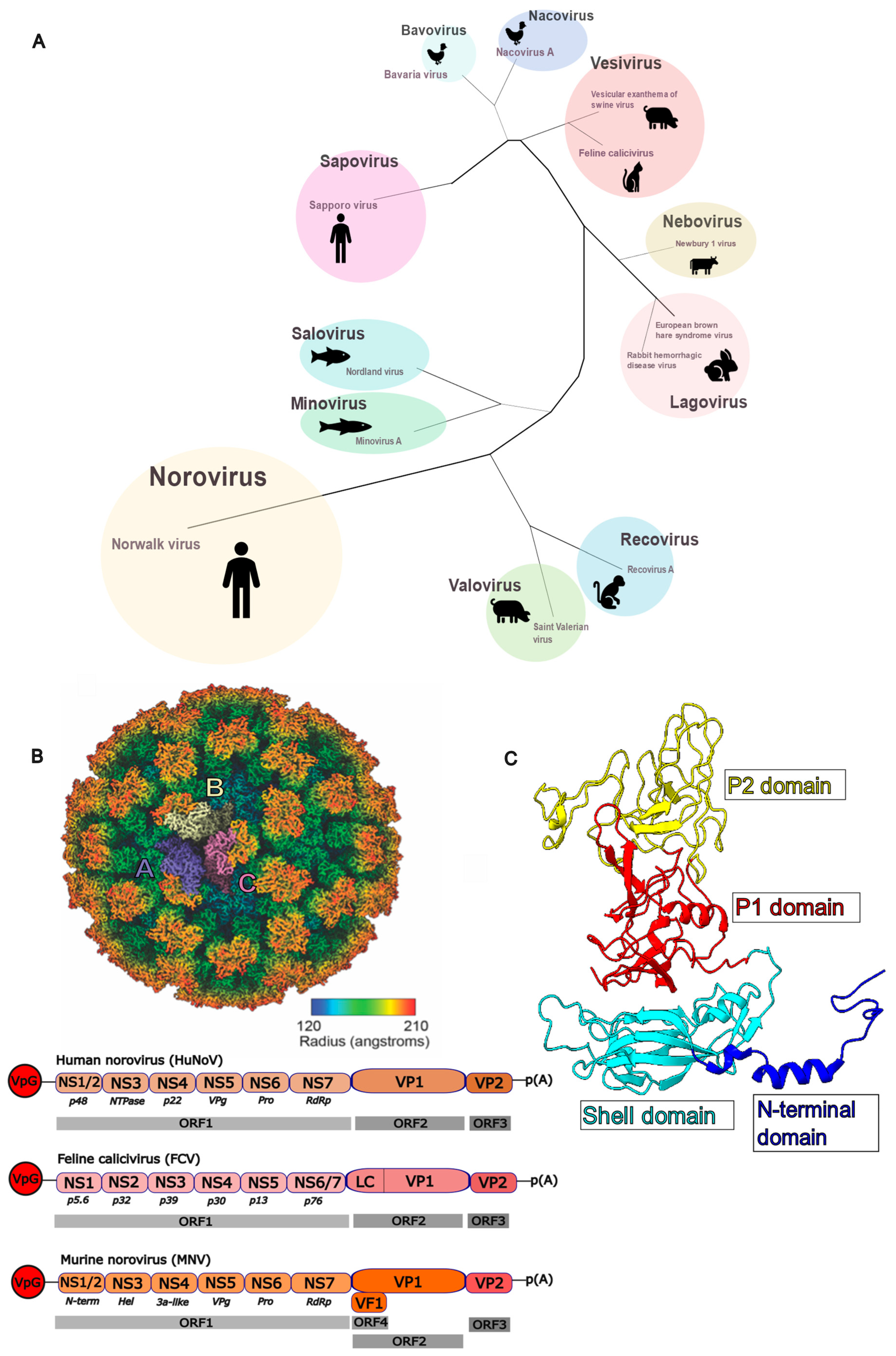 Viruses 16 01835 g001