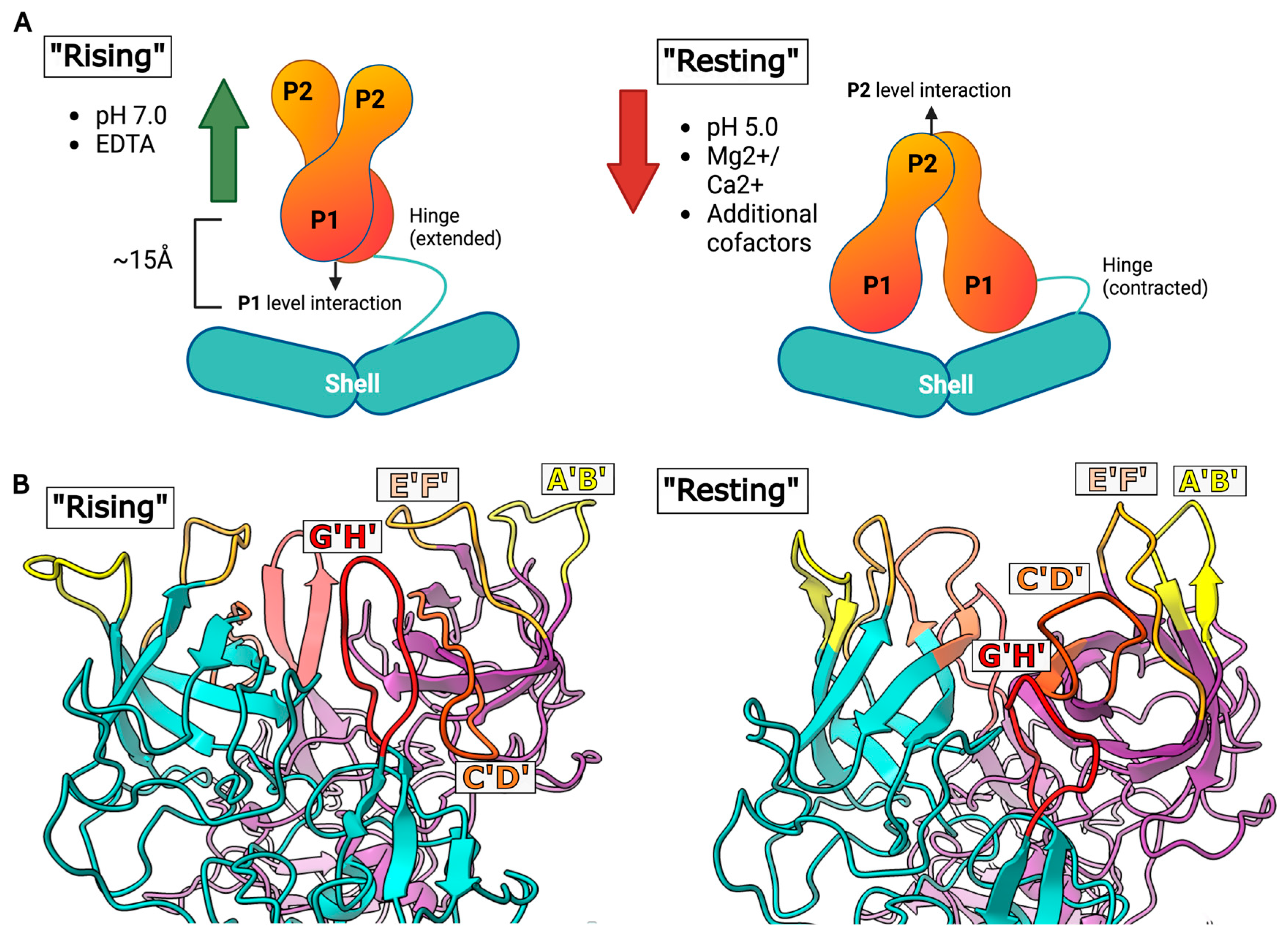 Viruses 16 01835 g003