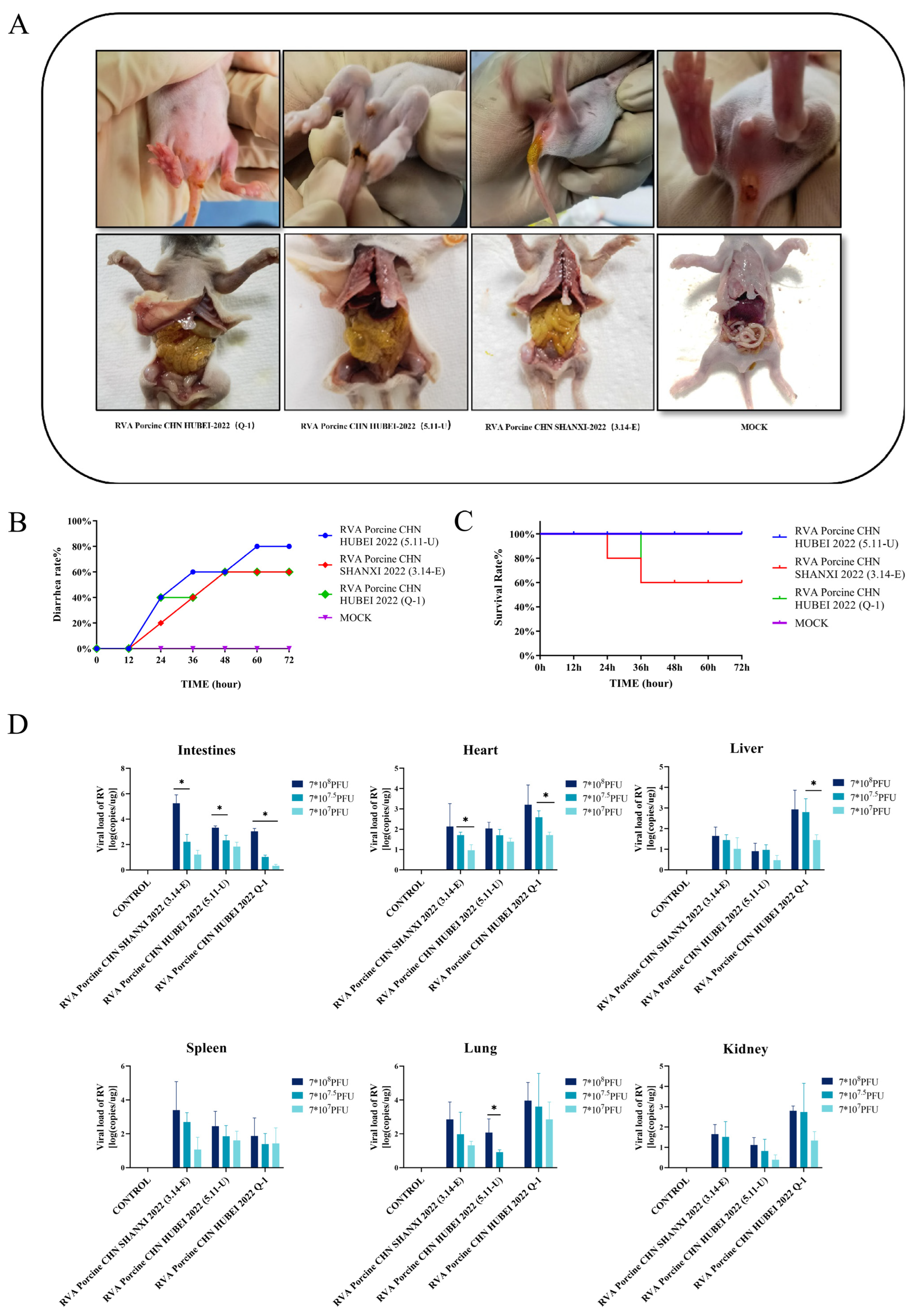 Viruses 16 01842 g008
