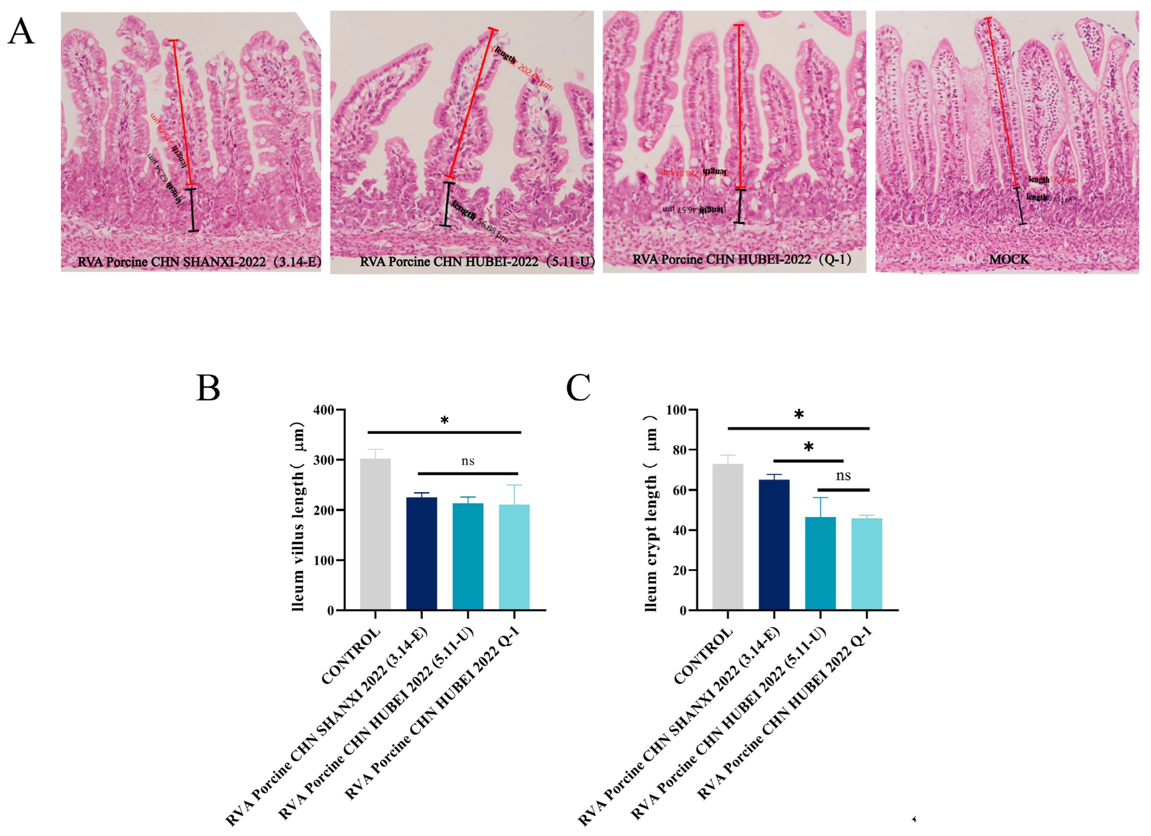 Viruses 16 01842 g009