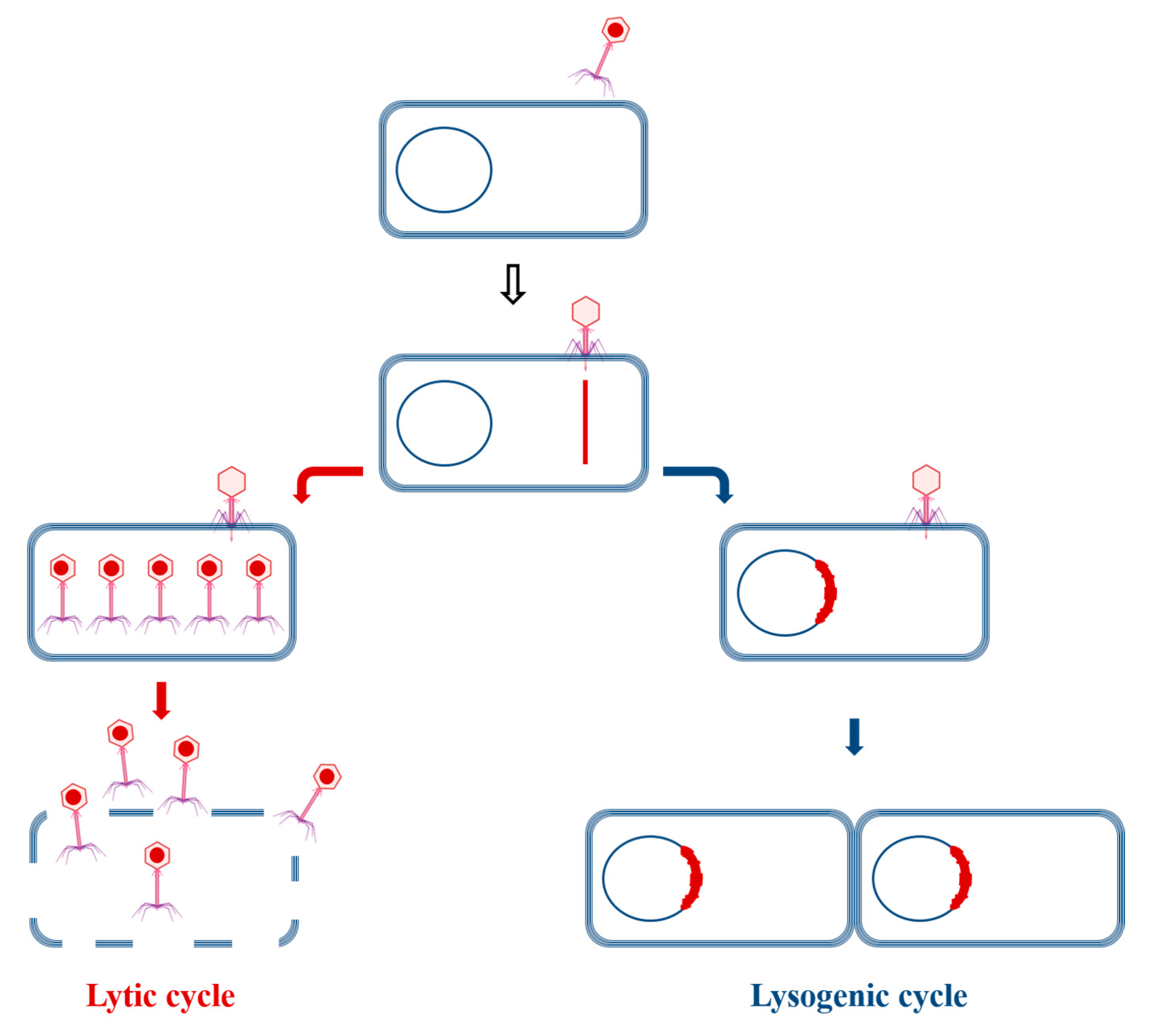 Viruses 16 01843 g001
