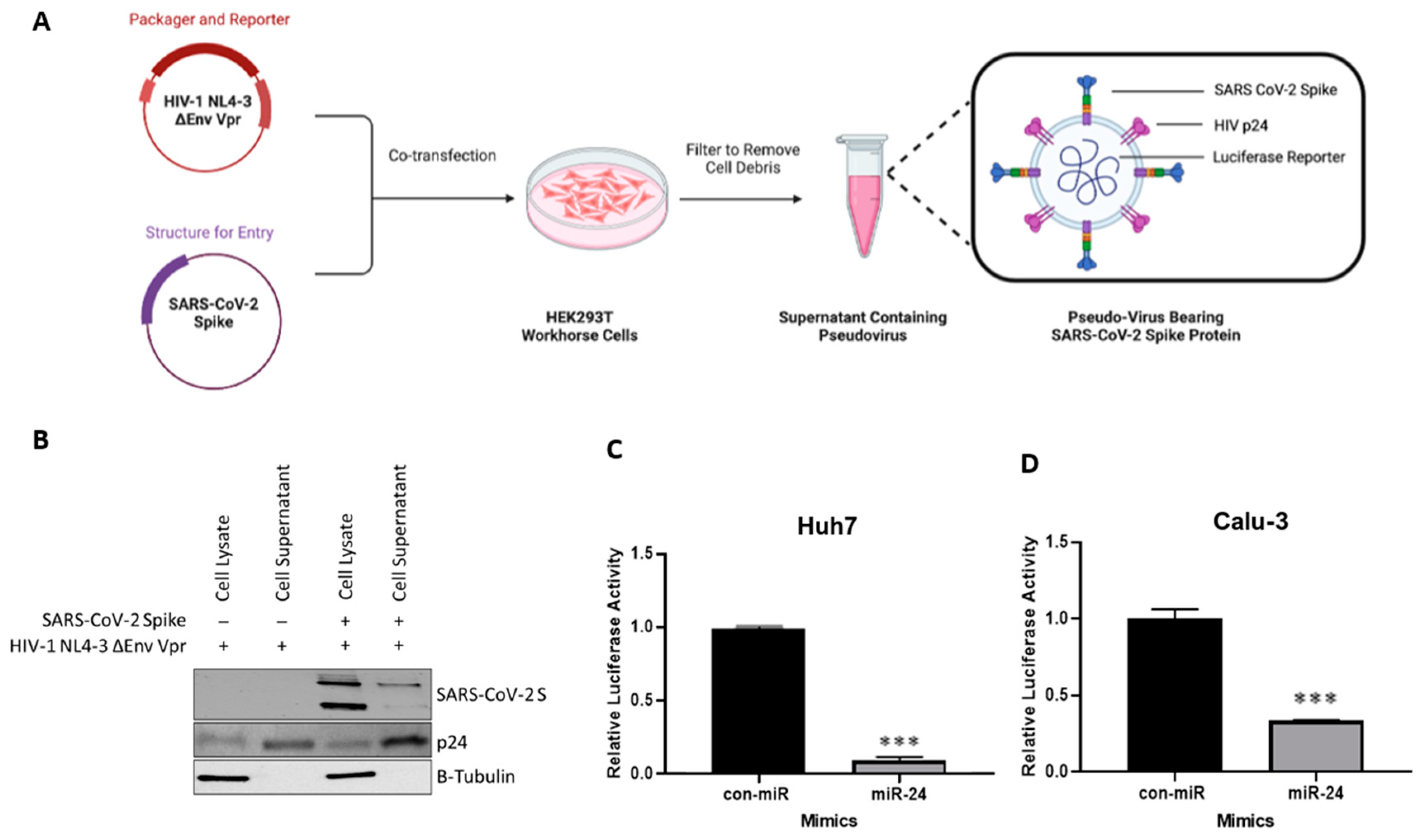 Viruses 16 01844 g004