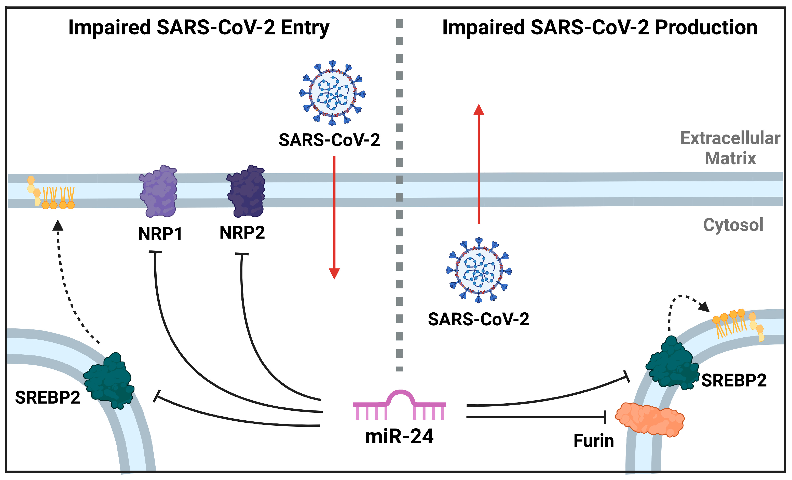 Viruses 16 01844 g007
