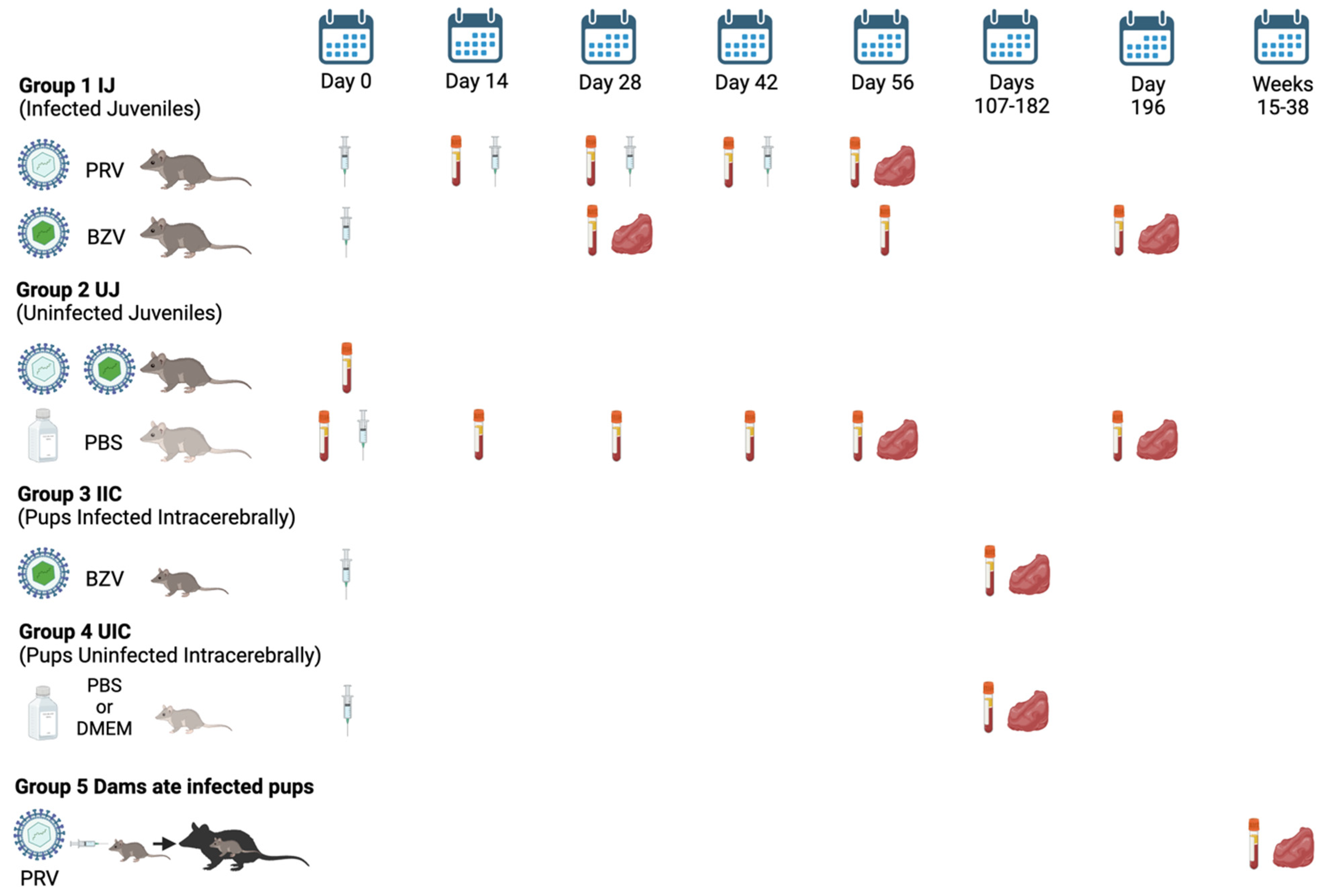 Viruses 16 01847 g001