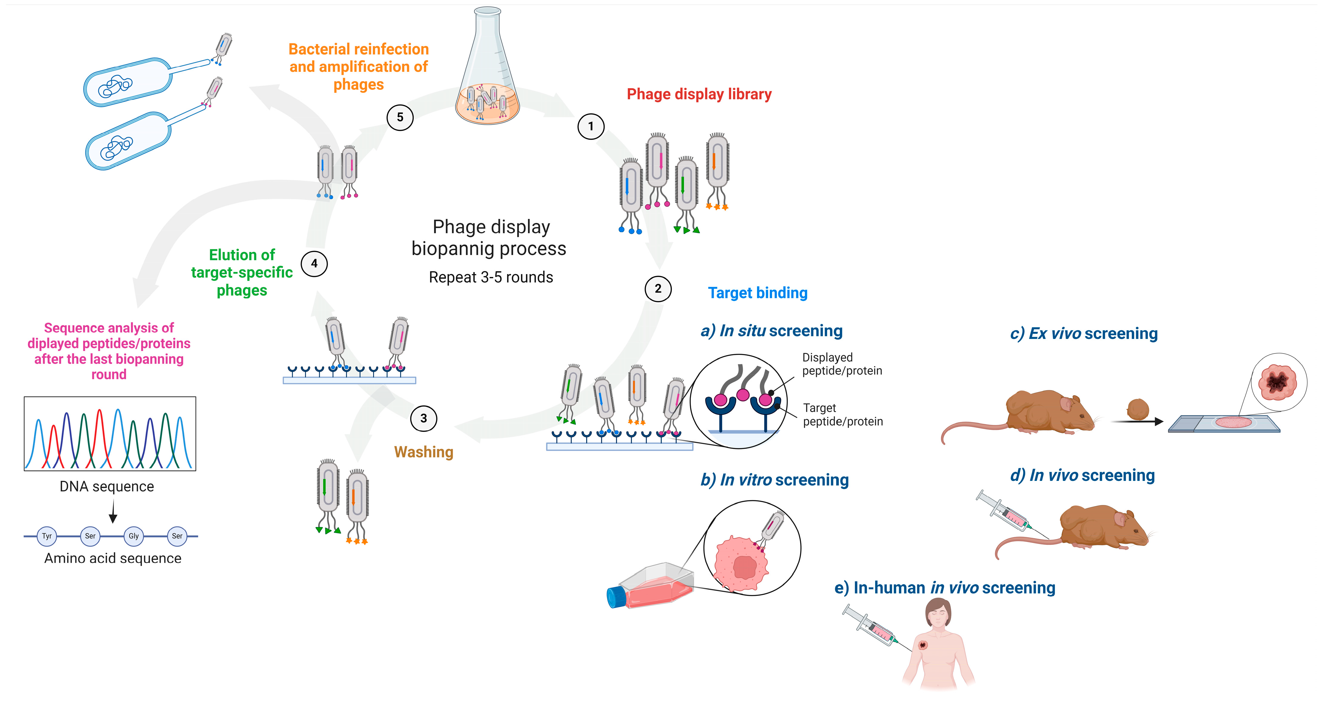Viruses 16 01855 g002