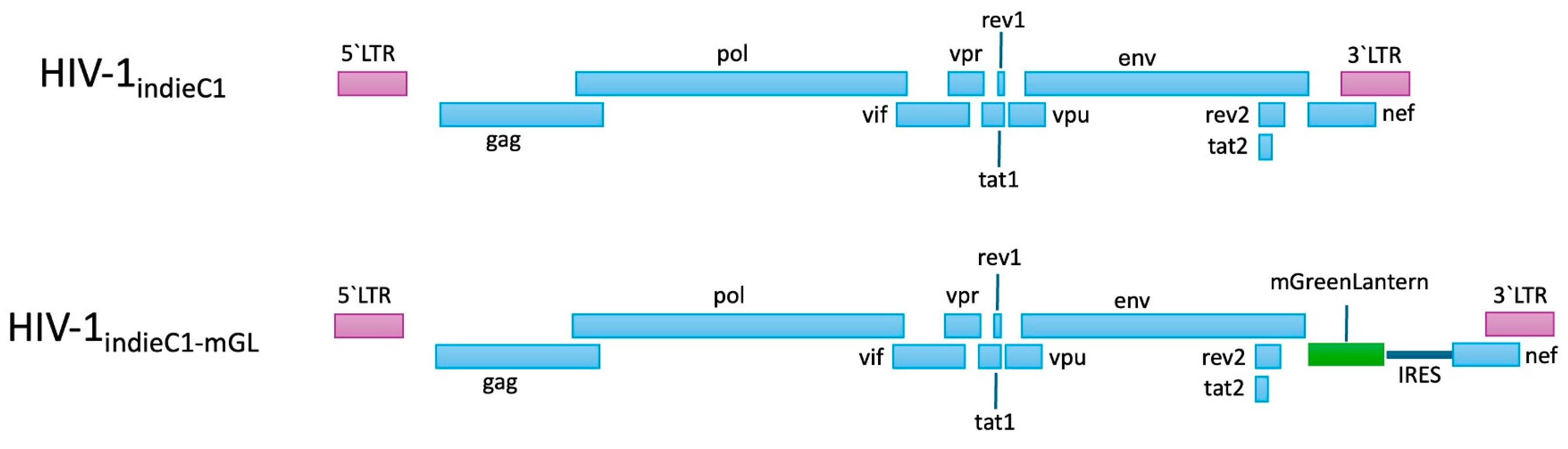 Viruses 16 01859 g001 Viruses 16 01859 g001