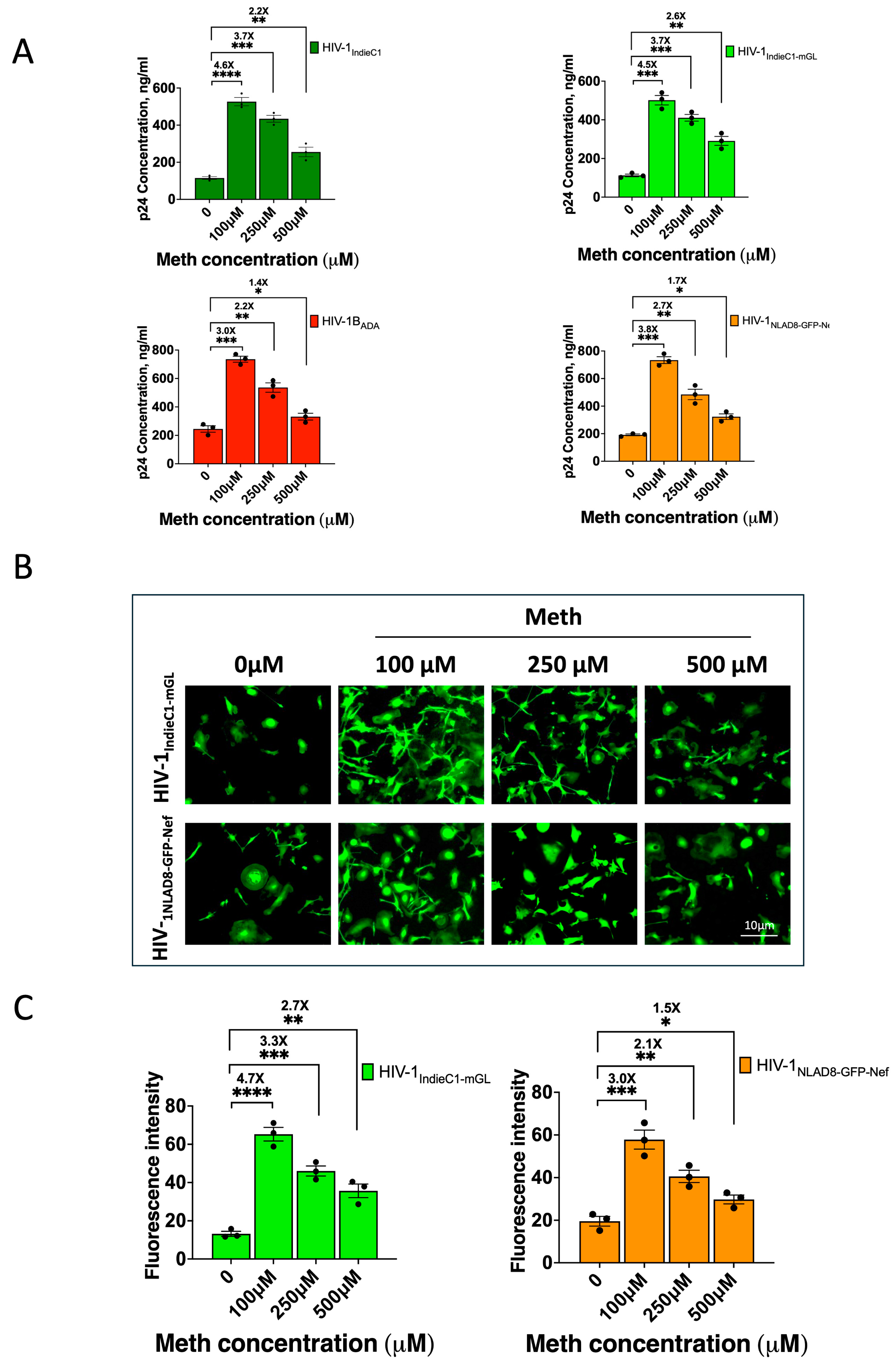 Viruses 16 01859 g005 Viruses 16 01859 g005