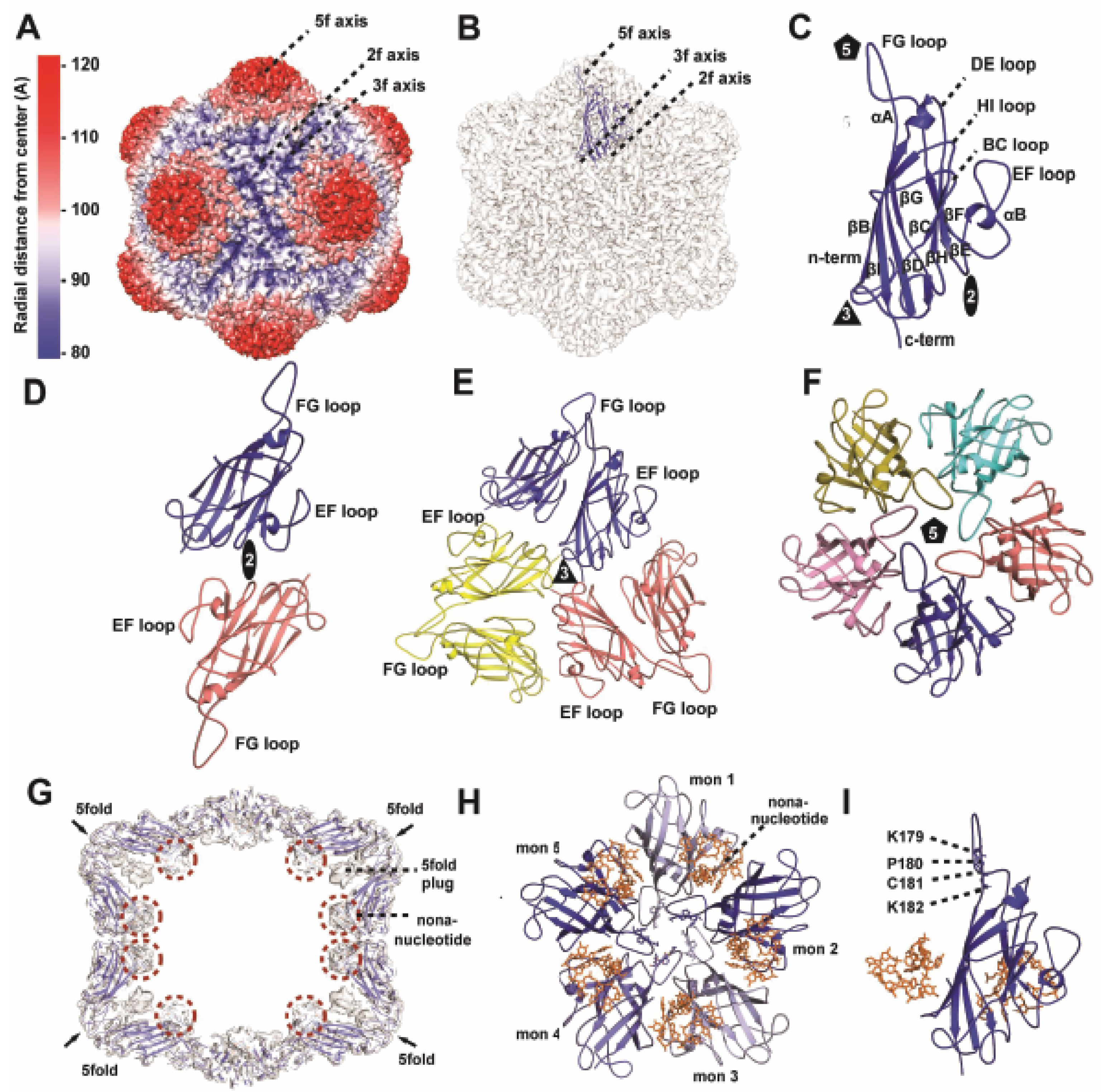 Maize Streak Virus: Single and Gemini Capsid Architecture