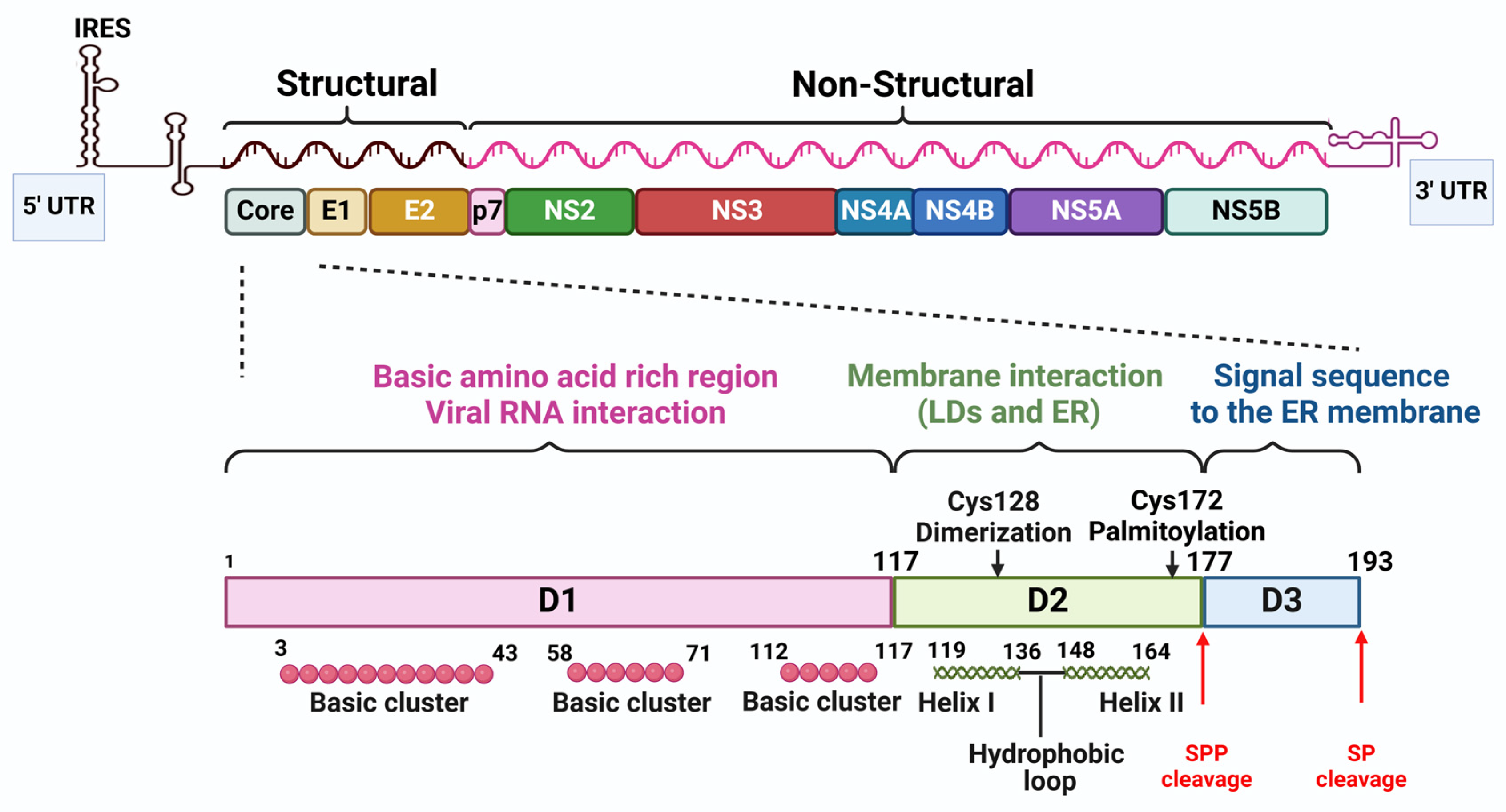 Viruses 16 01863 g003