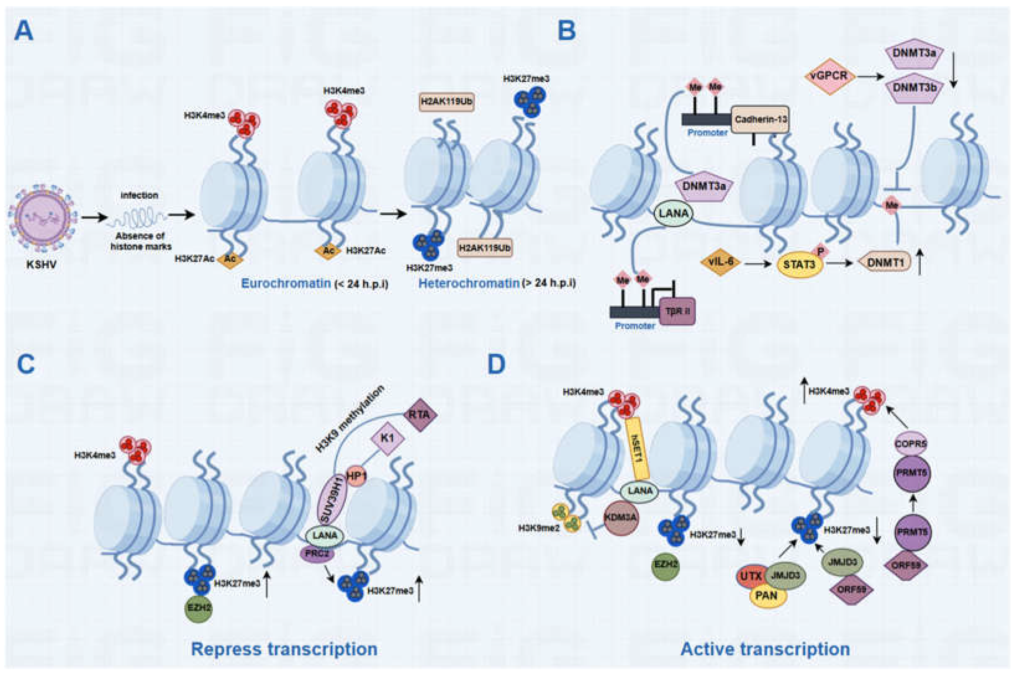 Viruses 16 01870 g001 Viruses 16 01870 g001