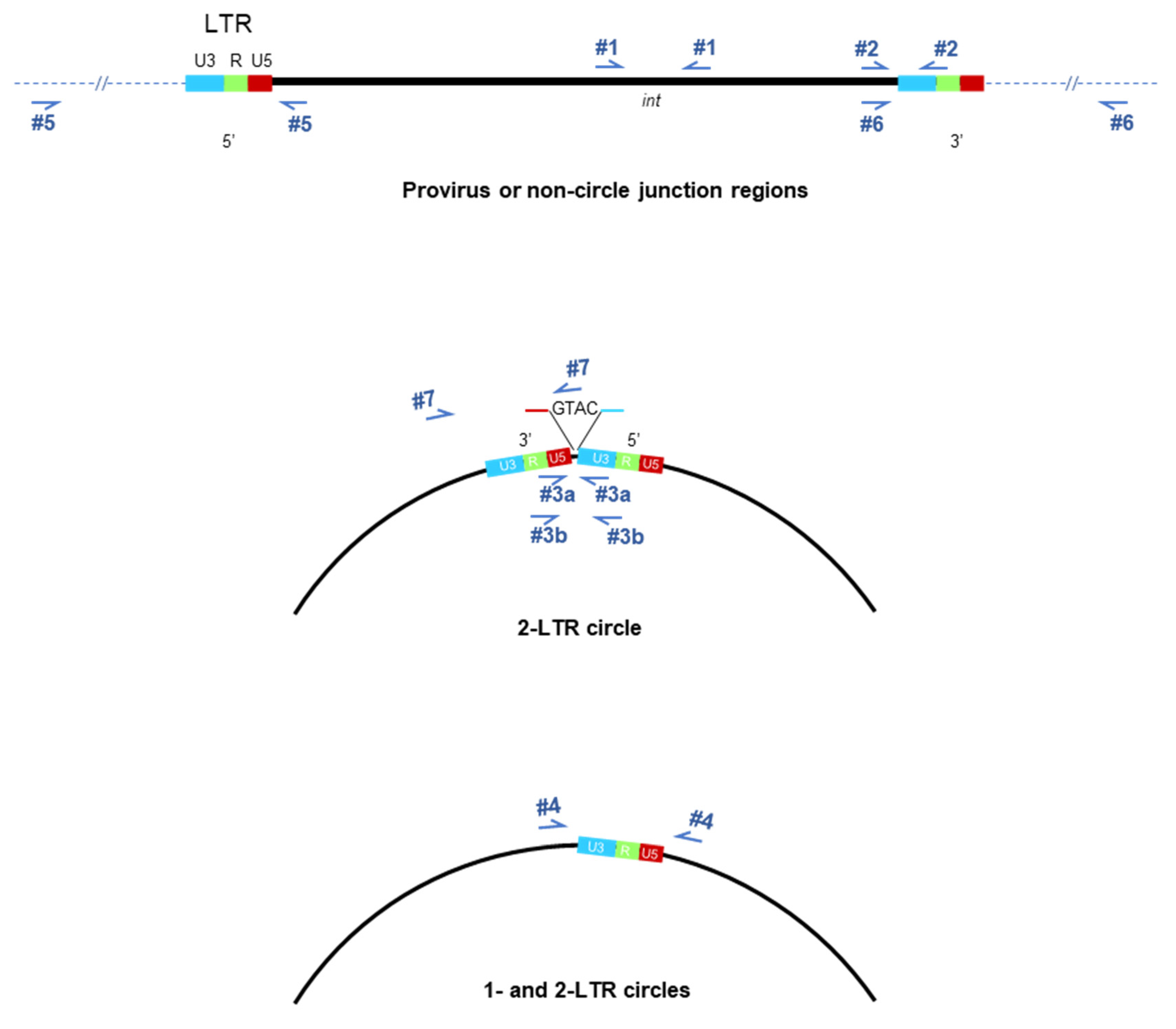 Viruses 16 01874 g001 Viruses 16 01874 g001