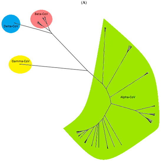 Evolutionary Relationships of Unclassified Coronaviruses in