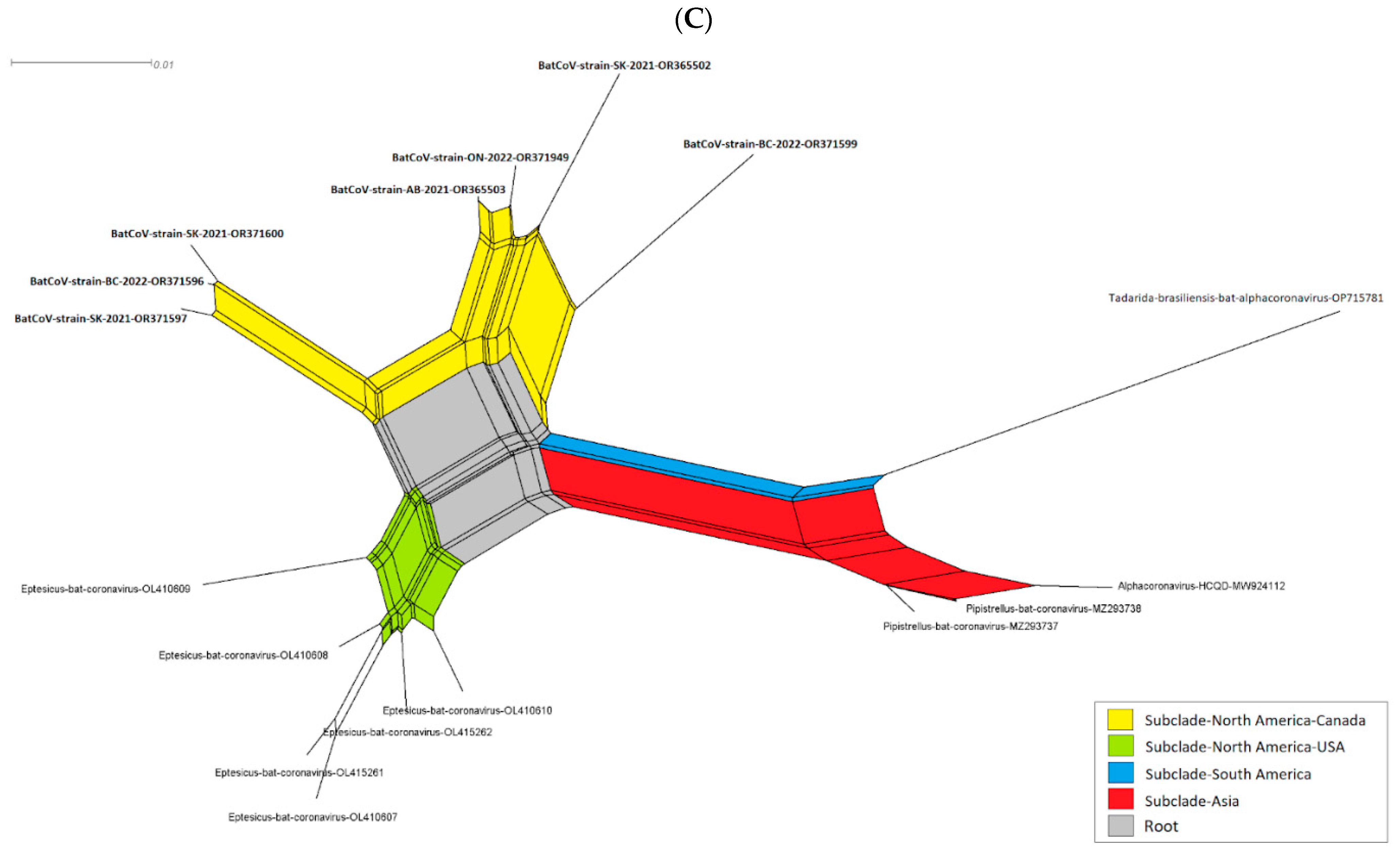 Evolutionary Relationships of Unclassified Coronaviruses in