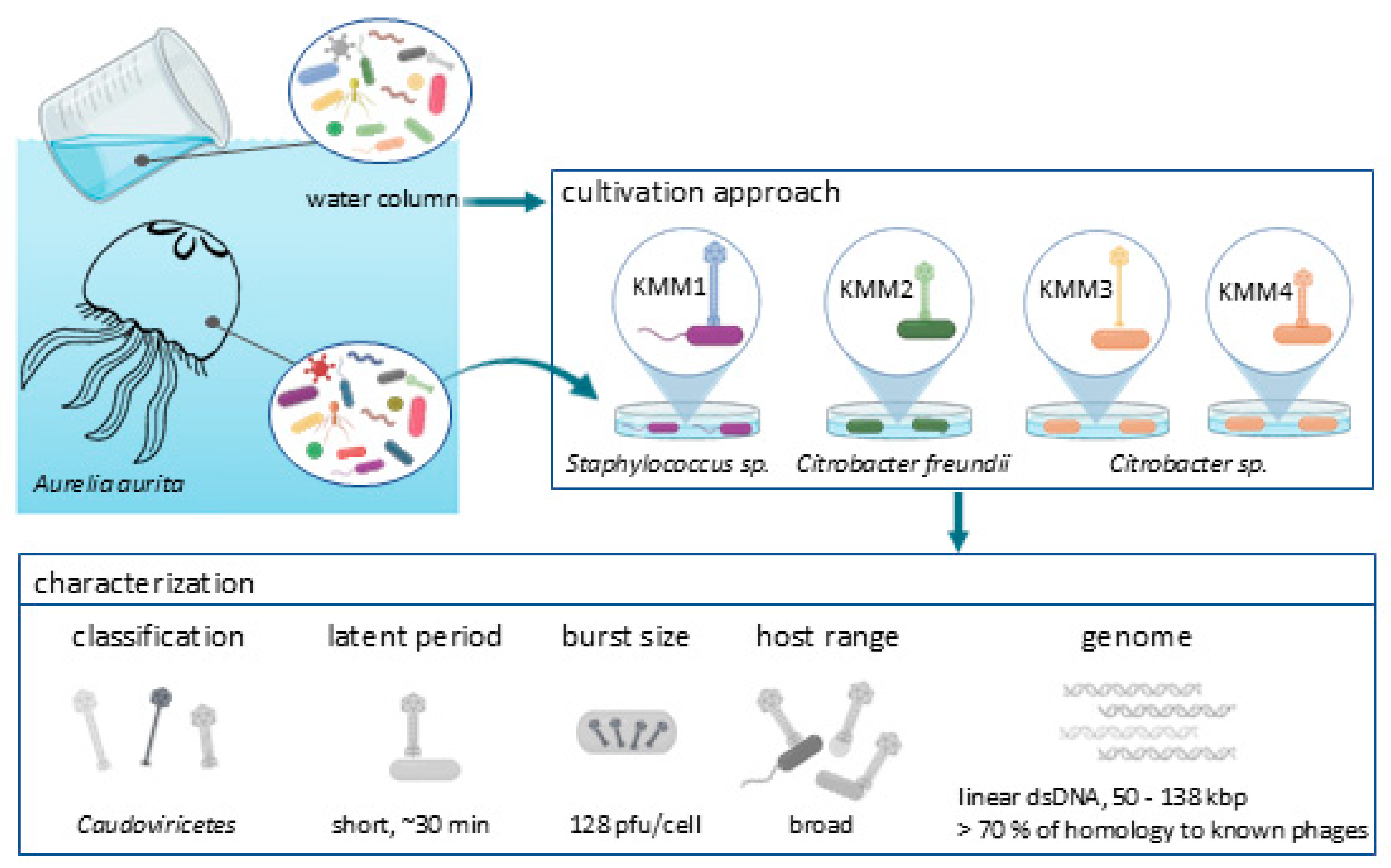 Viruses 16 01880 i001