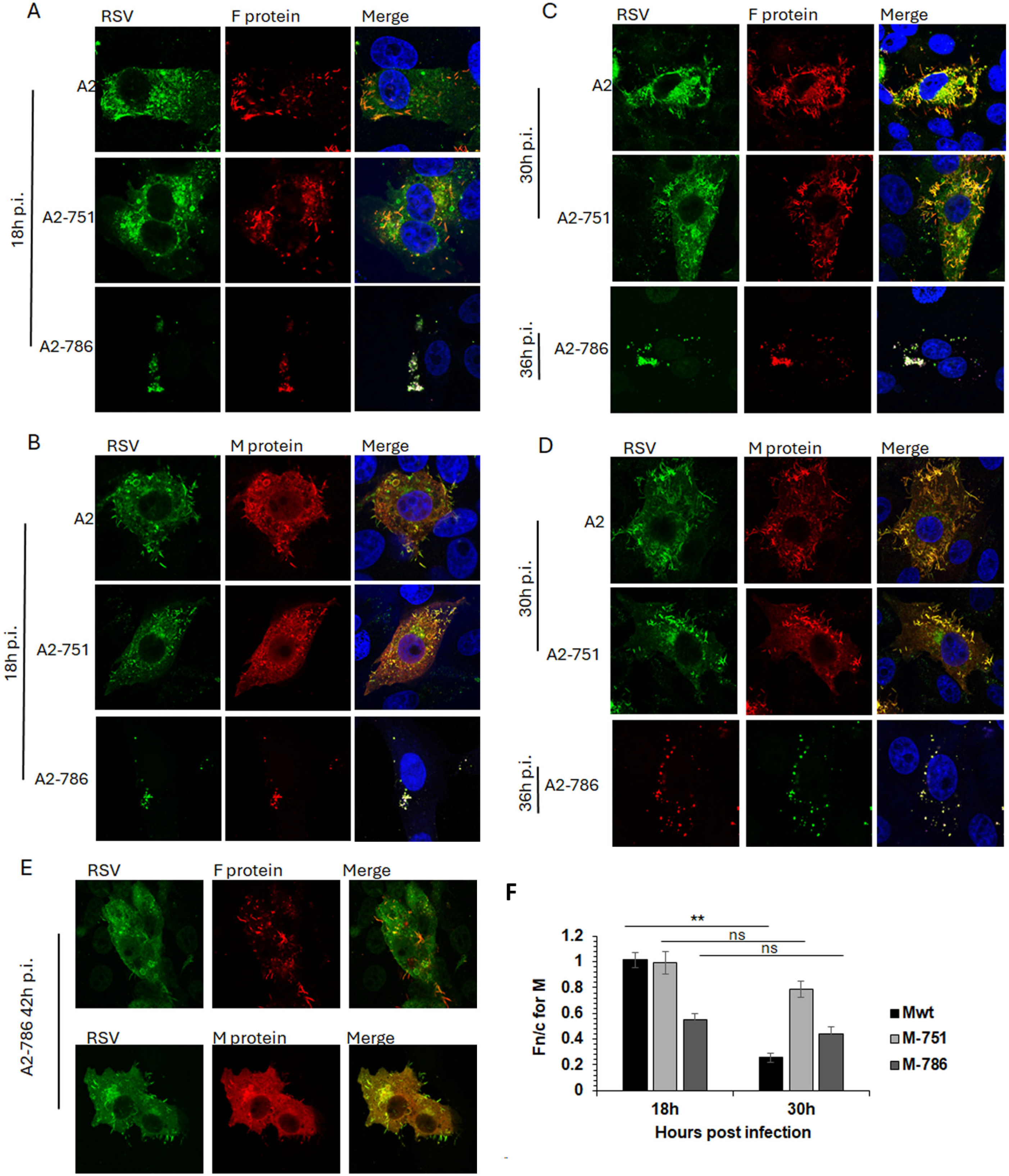 Viruses 16 01881 g004