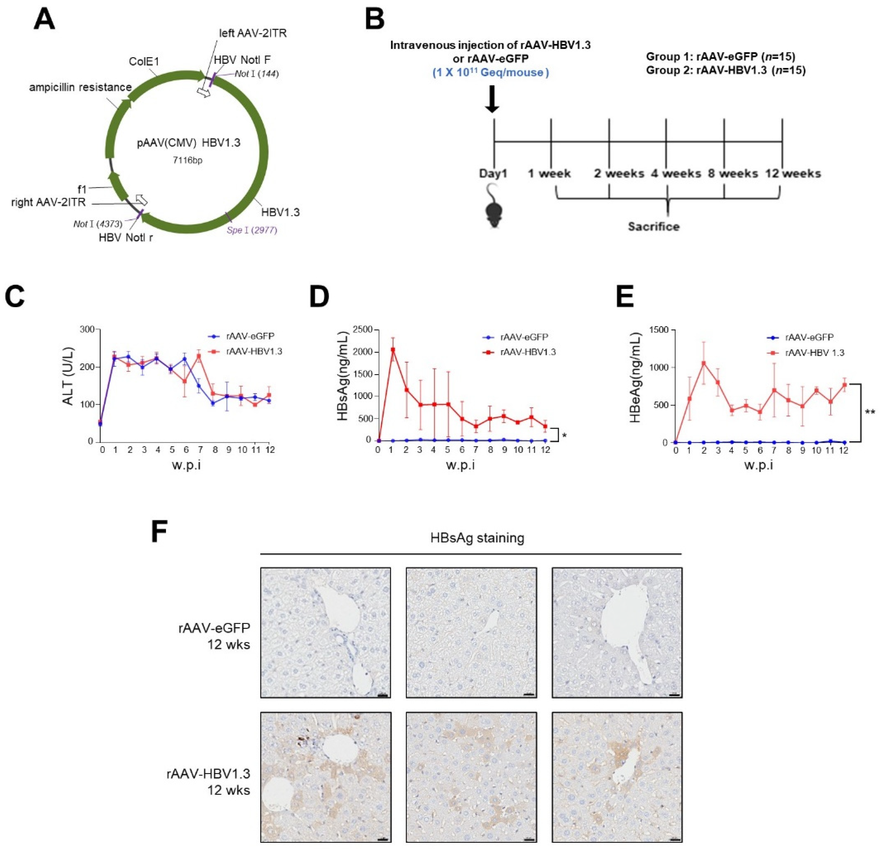 Viruses 16 01890 g001