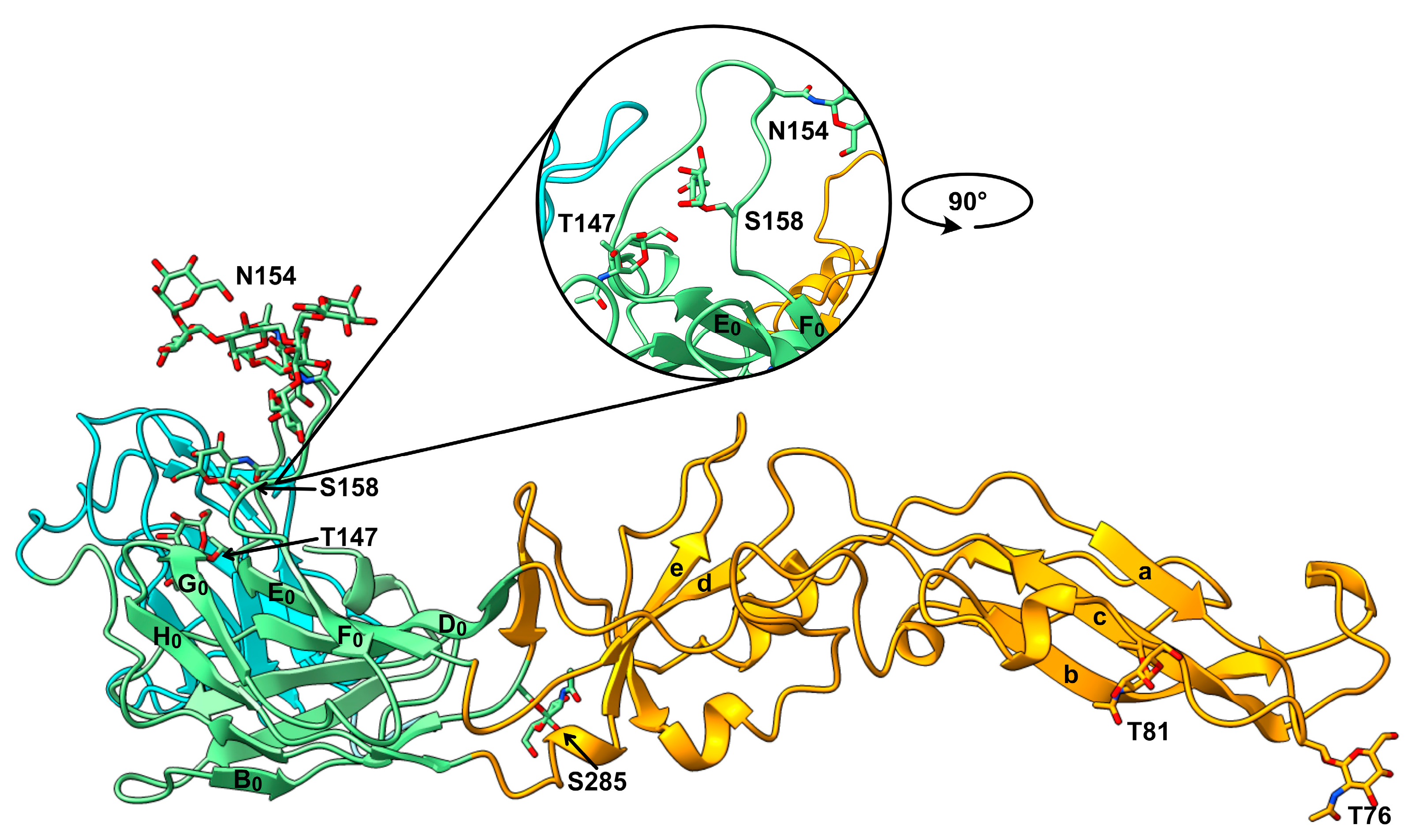 Viruses 16 01891 g005 Viruses 16 01891 g005